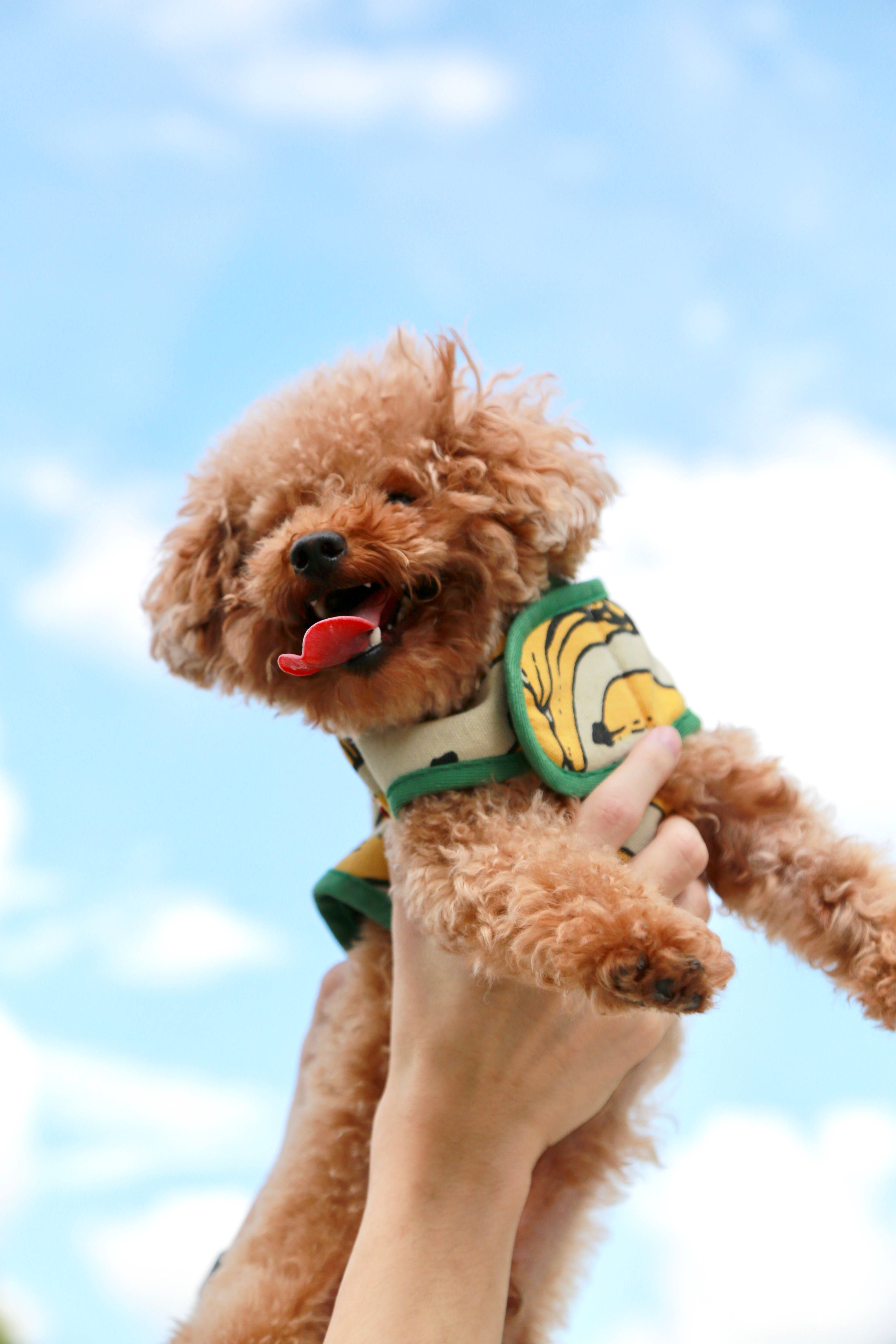 Poodle 桌布 壁紙 — 一隻毛茸茸的棕色貴賓犬幼犬穿著虎紋背心，被高興地高舉在明亮的藍天和散落的雲朵前。