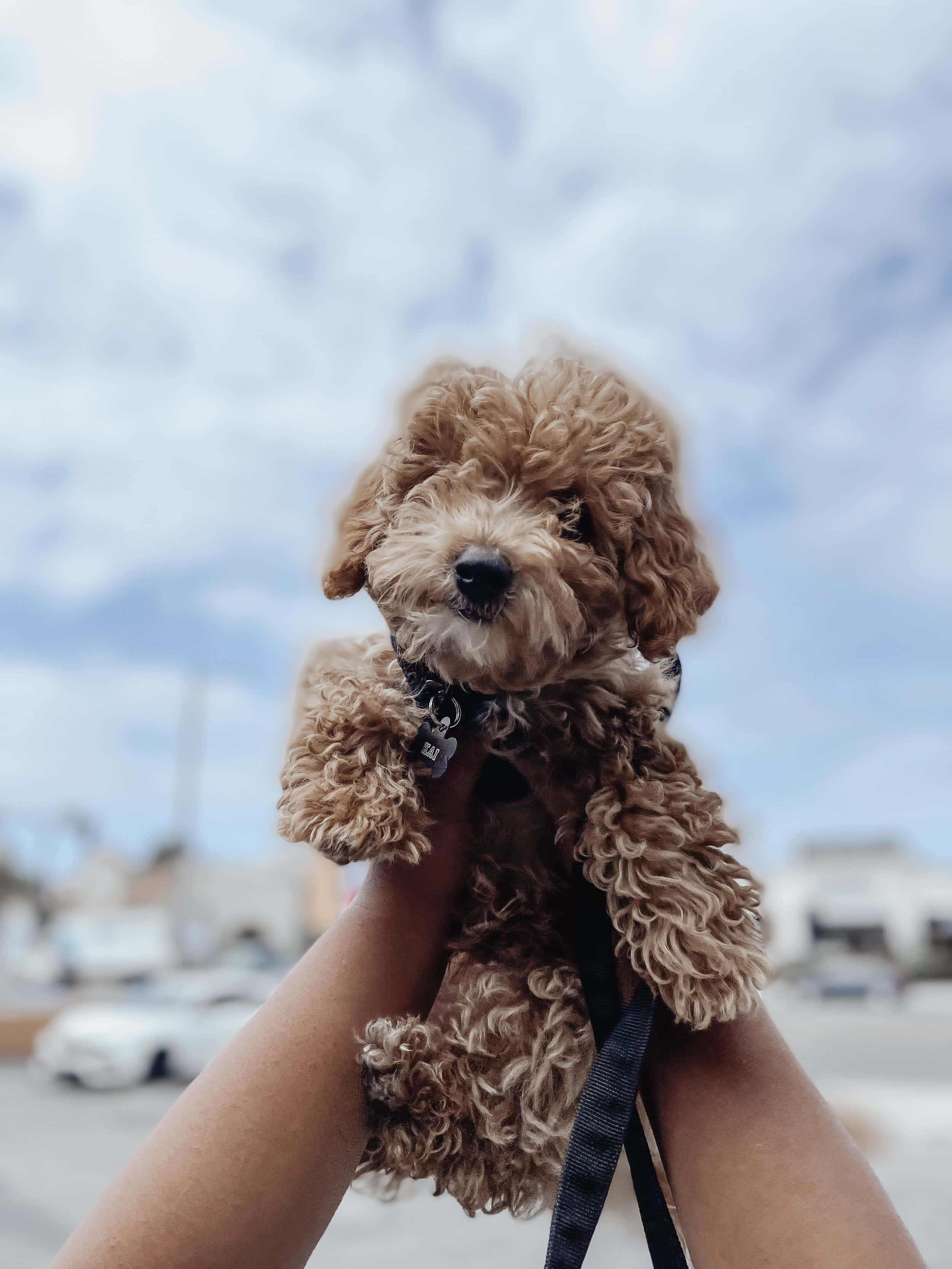 小狗 桌布 壁紙 — 一隻毛茸茸的棕色貴賓犬幼犬被一個人舉起，背景是多雲的天空和模糊的城市景觀。