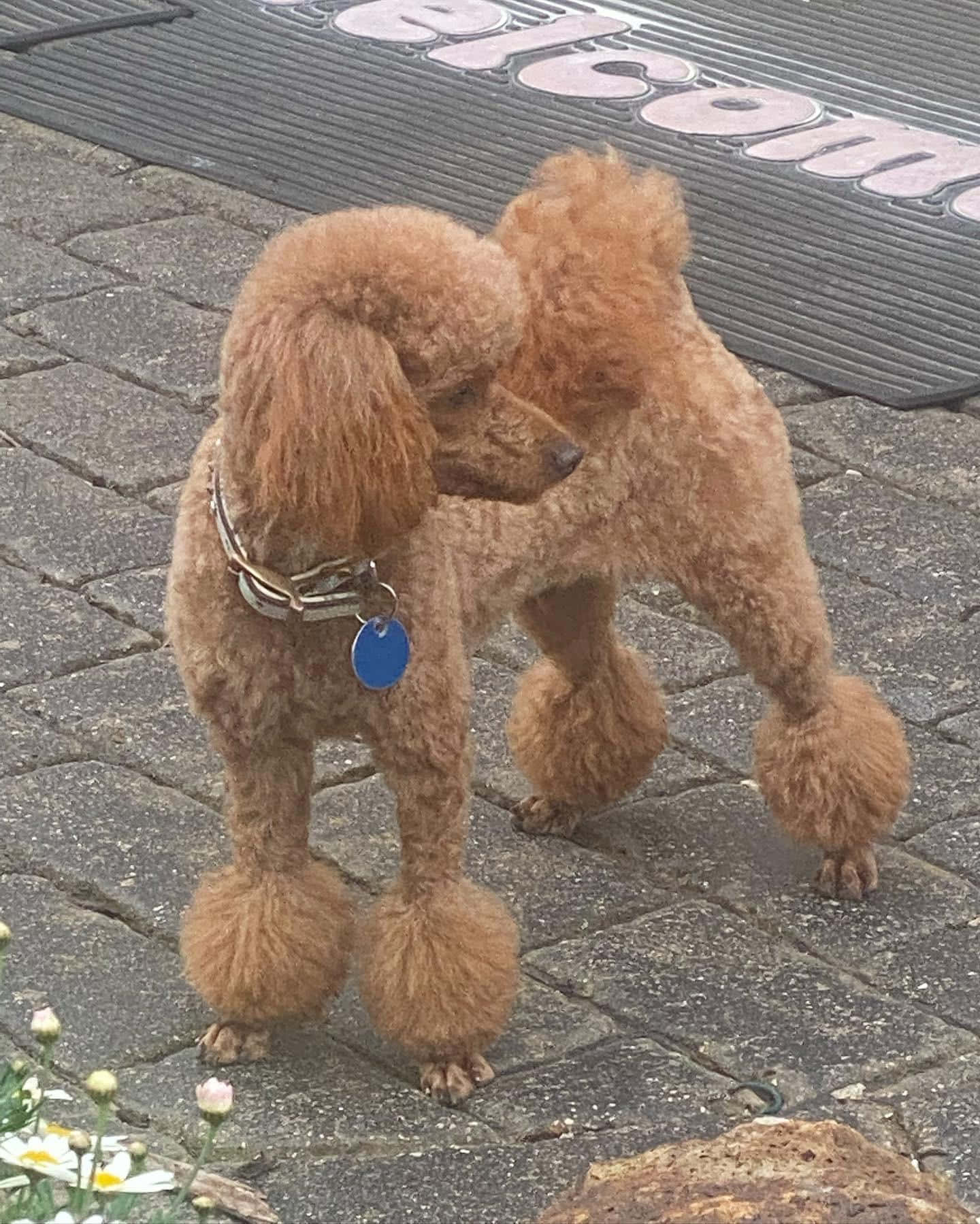 貴賓狗 桌布 壁紙 — 一隻毛茸茸的棕色貴賓犬站在石頭露台上，附近有盛開的雛菊和歡迎墊。