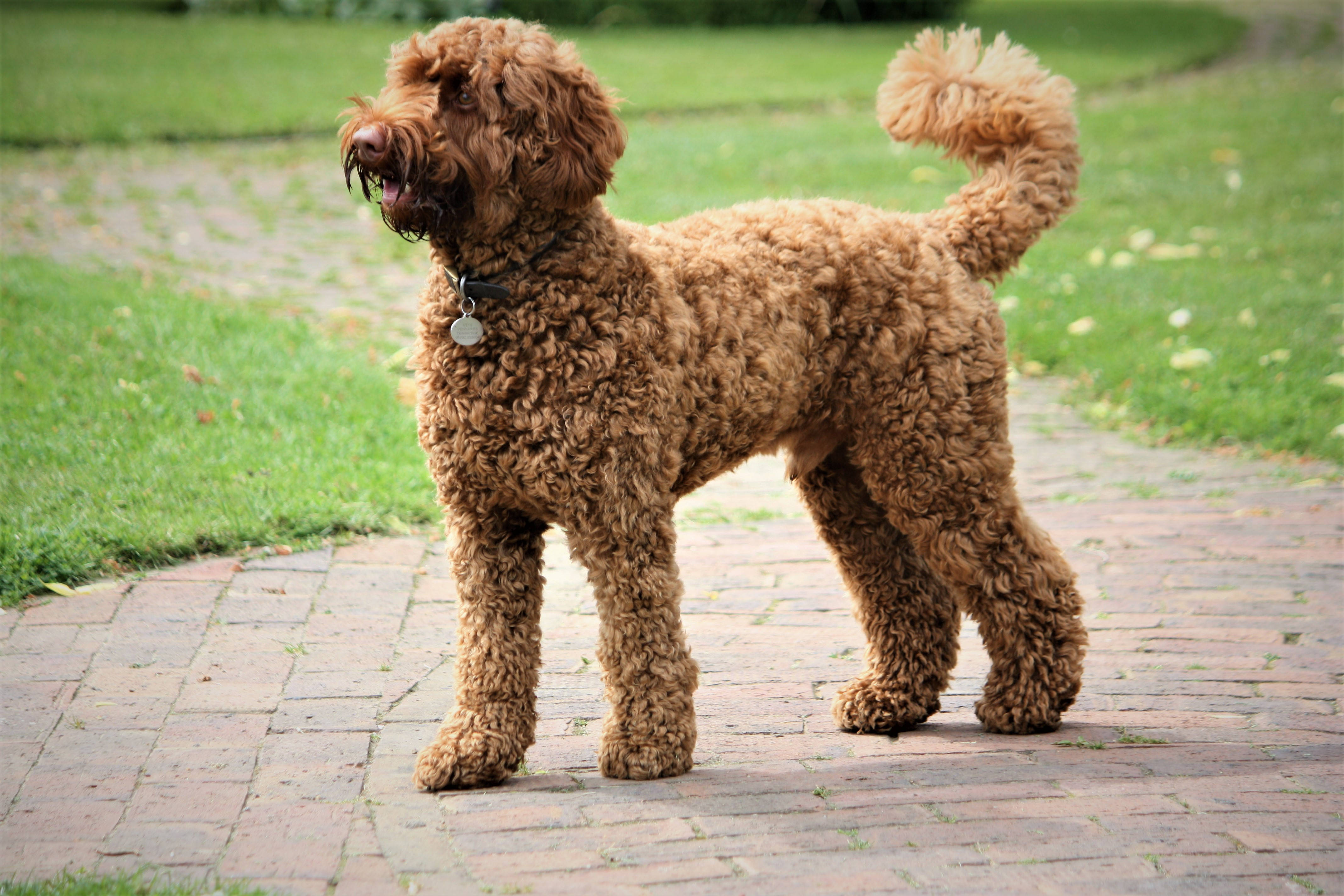 Poodle 桌布 壁紙 — 一隻毛茸茸的棕色貴賓犬警覺地站在磚路上，周圍是綠草。