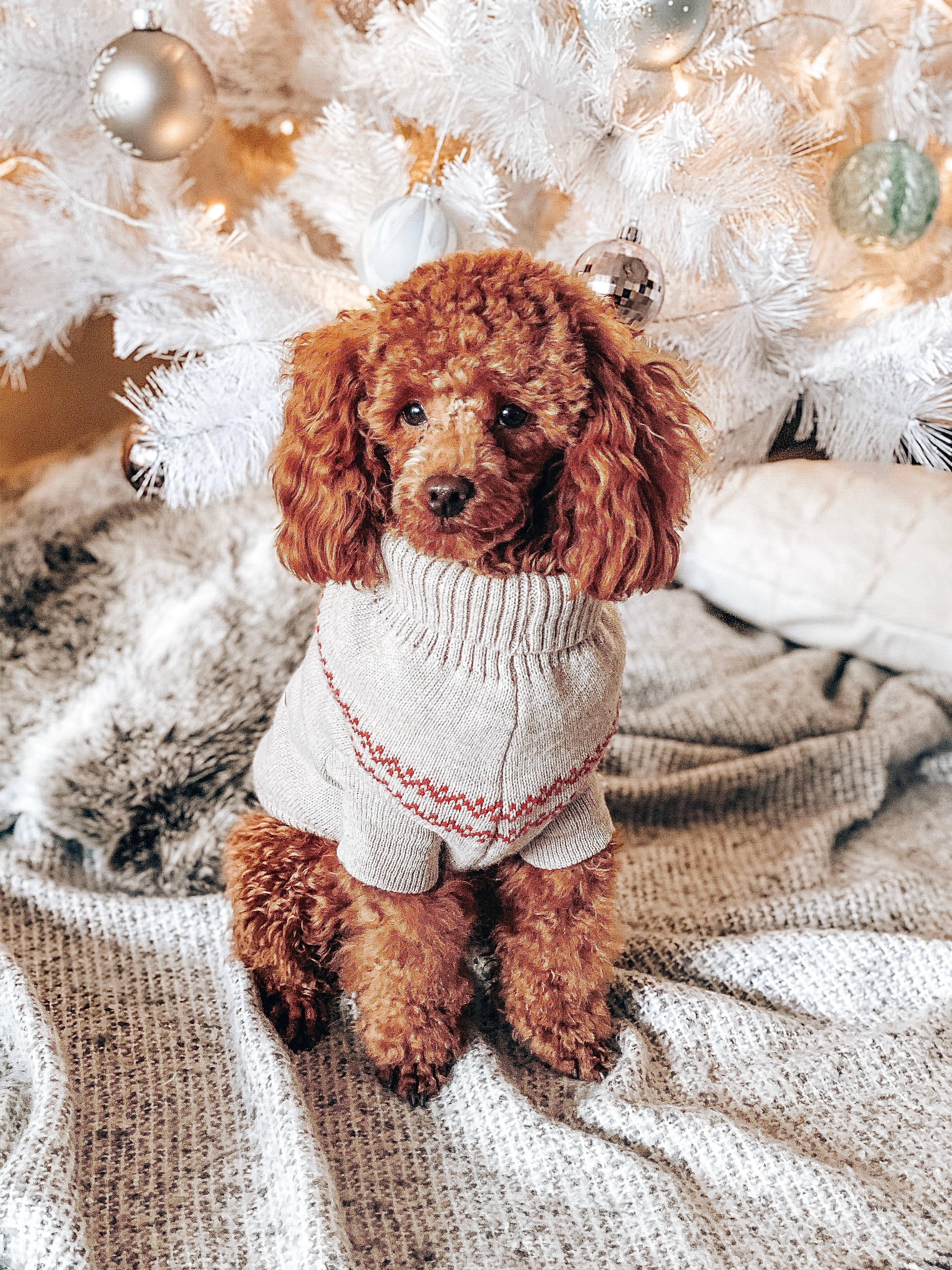 Poodle 桌布 壁紙 — 一隻毛茸茸的棕色貴賓狗穿著舒適的毛衣，坐在針織毯上，下方是裝飾好的白色聖誕樹。