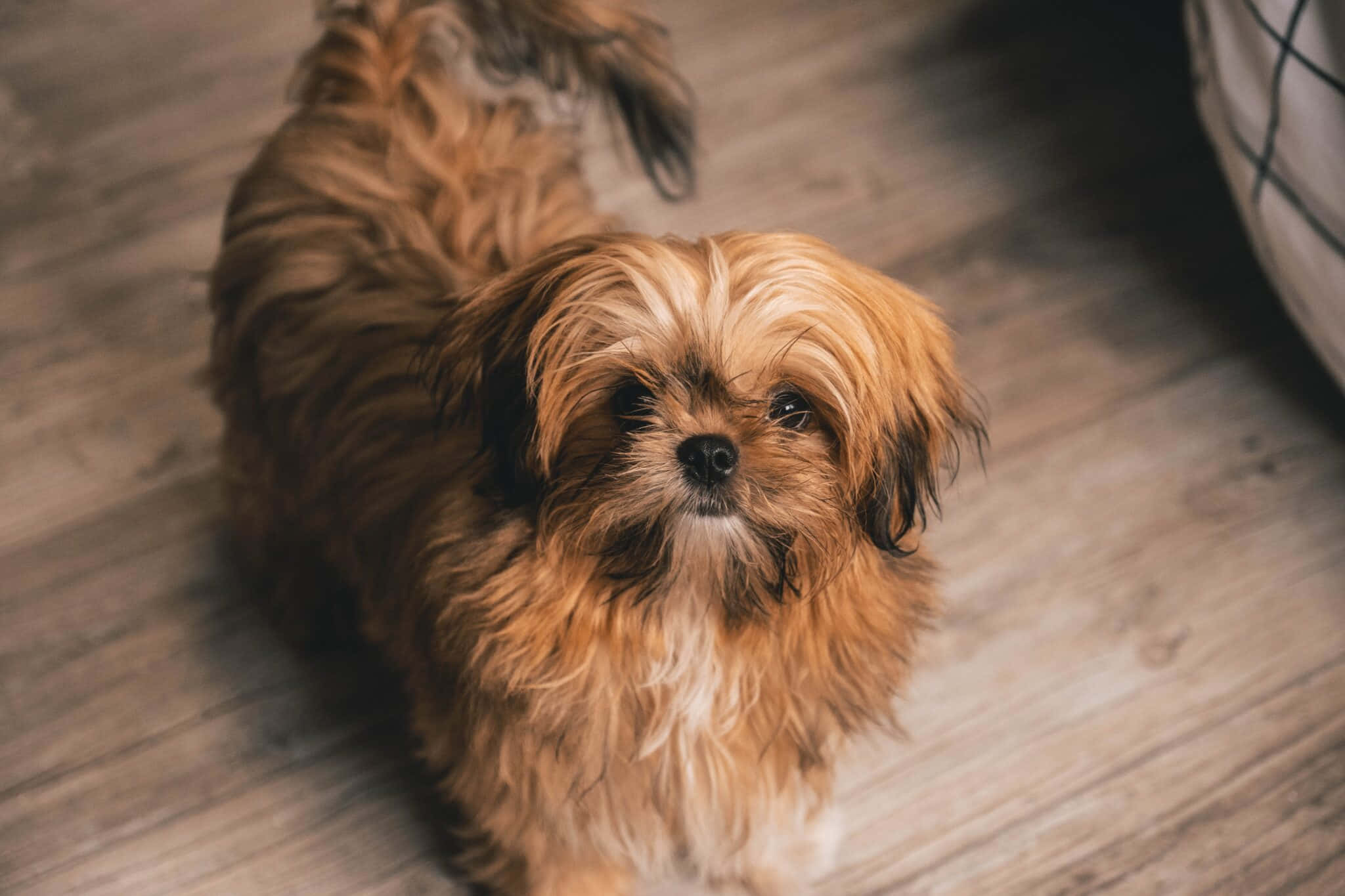 shih tzu 桌布 壁紙 — 一隻毛茸茸的棕色長毛狗坐在木地板上，用大大的黑色眼睛向上看。