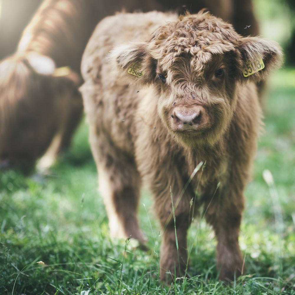 Cute Cow 桌布 壁紙 — 一隻毛茸茸的棕色高地小牛，戴著耳標，站在陽光照耀的綠色草地上，好奇地看著鏡頭。
