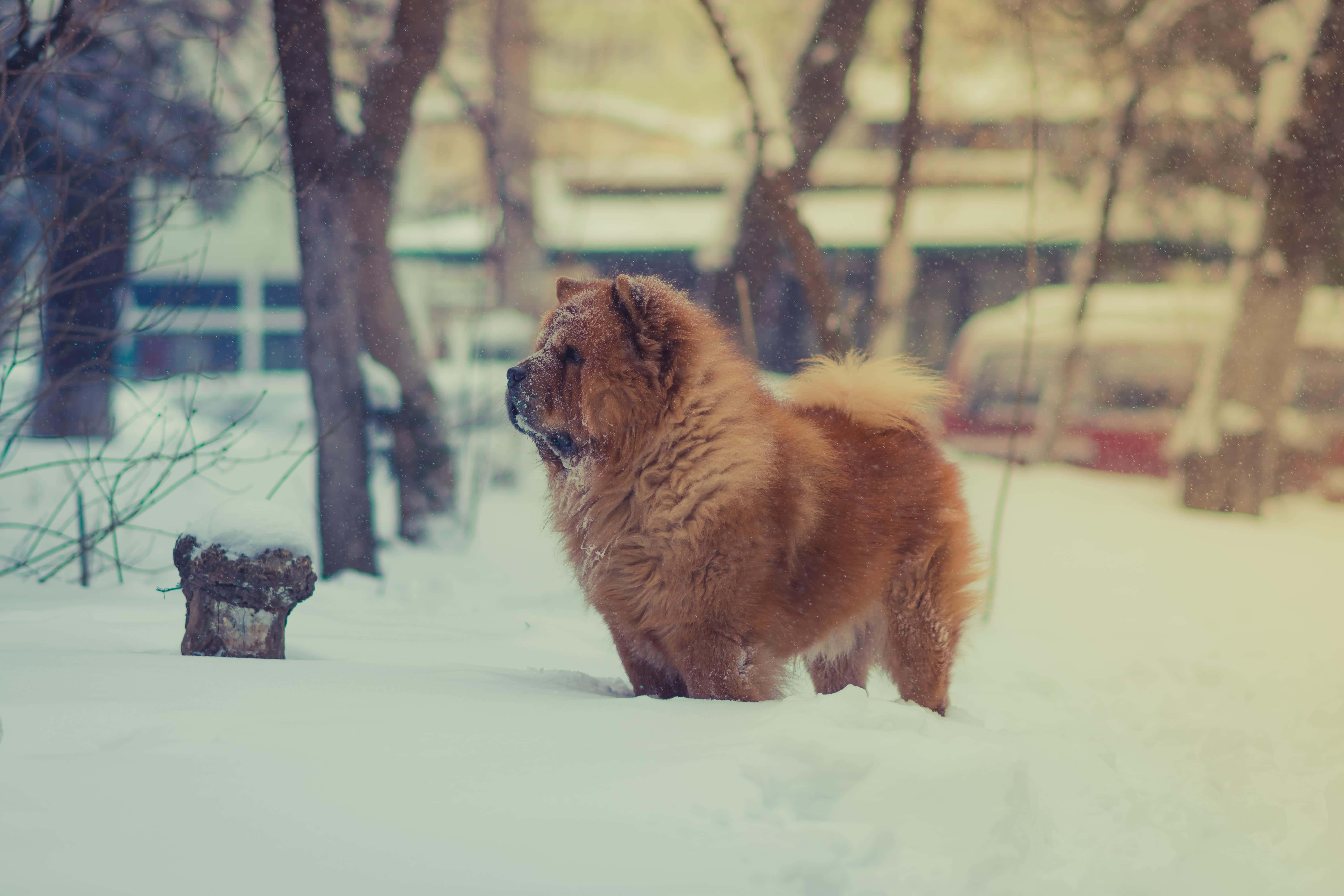 Chow Chow 桌布 壁紙 — 一隻毛茸茸的棕色鬆獅犬在深雪中警覺地站立，周圍是光禿禿的冬季樹木和飄落的雪花。