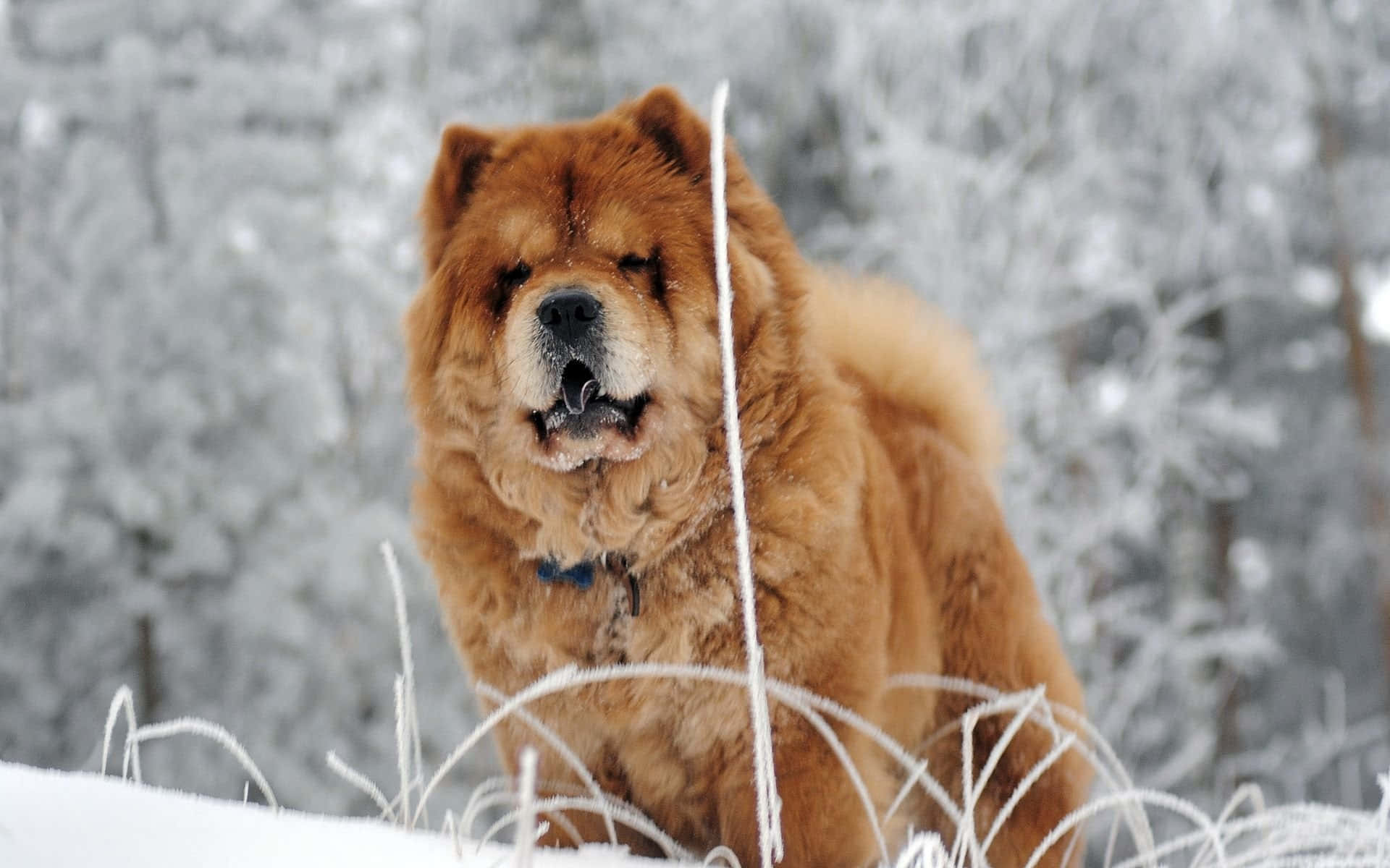 Chow Chow 桌布 壁紙 — 一隻毛茸茸的棕色鬆獅犬在白雪皚皚的冬季森林中警覺地站立，身後是結霜的樹枝。