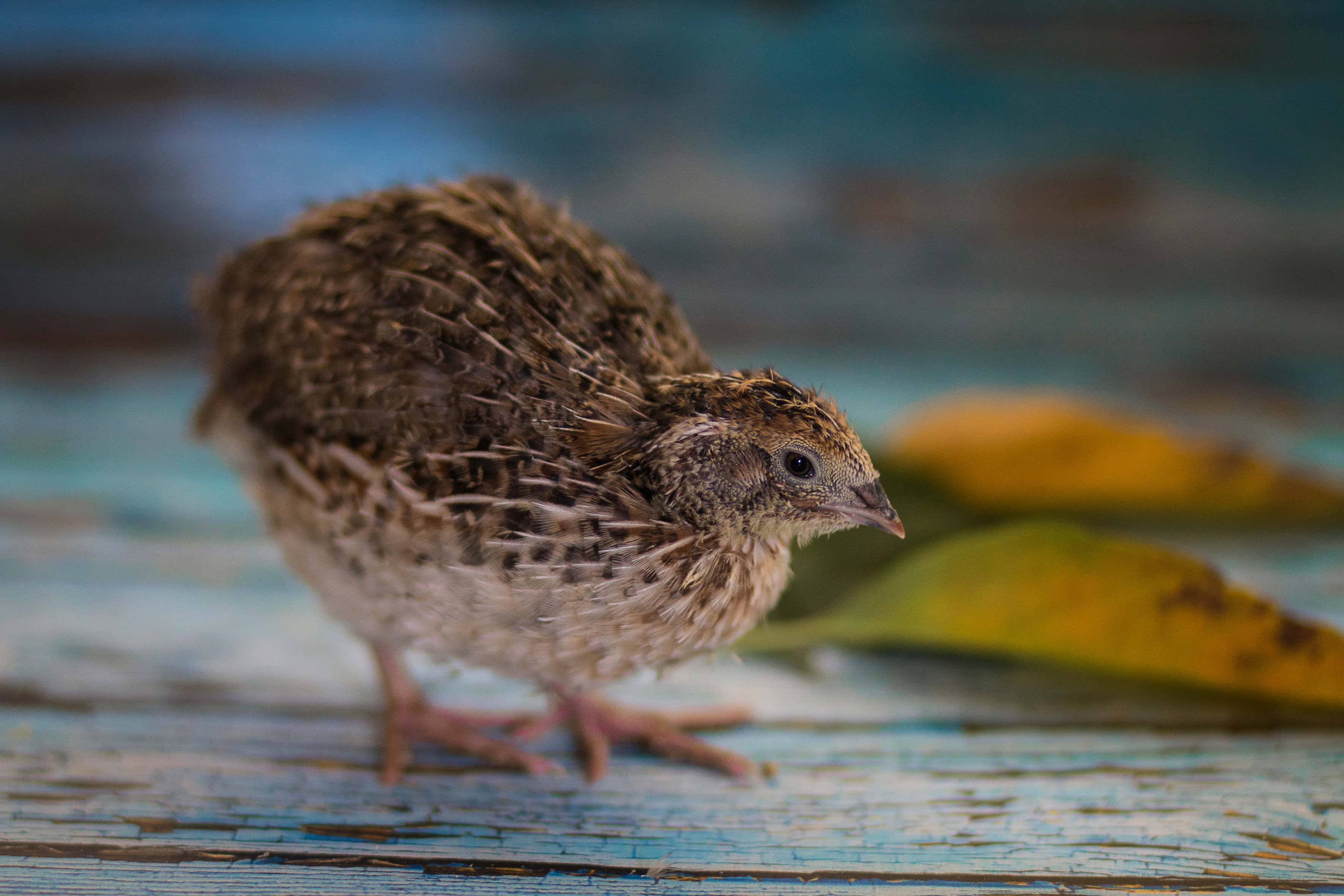 Quail 桌布 壁紙 — 一隻毛茸茸的棕色鵪鶉雛鳥站在風化的藍色木頭上，旁邊有落下的黃葉。