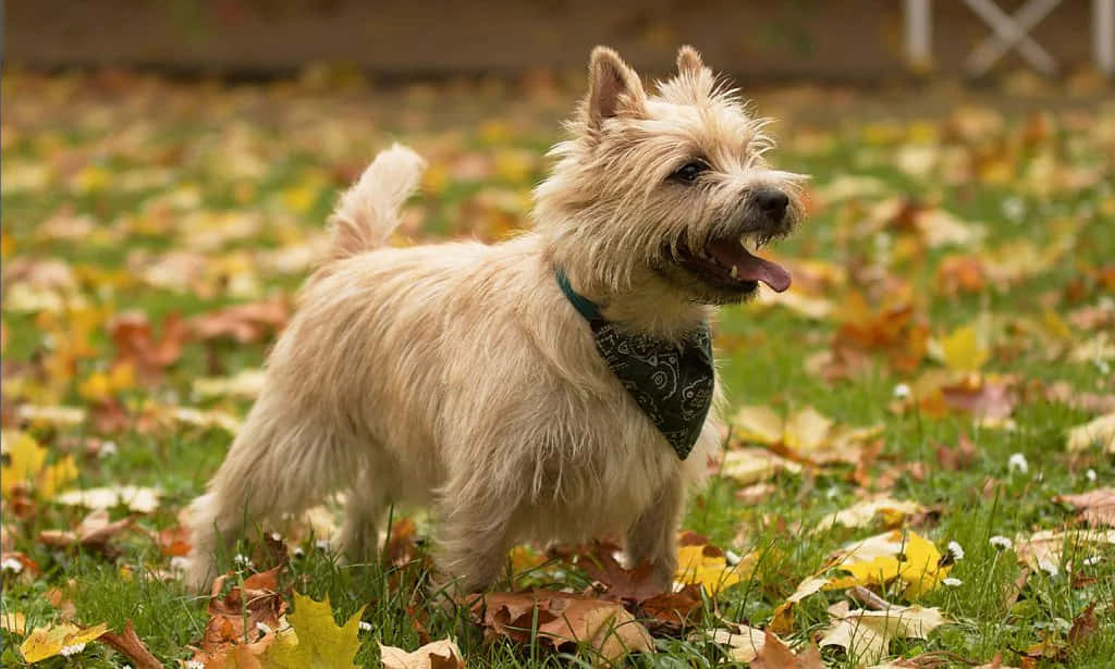 Terrier Dog 桌布 壁紙 — 一隻毛茸茸的棕褐色㹴犬戴著頭巾，開心地站在落滿秋葉的草地上。