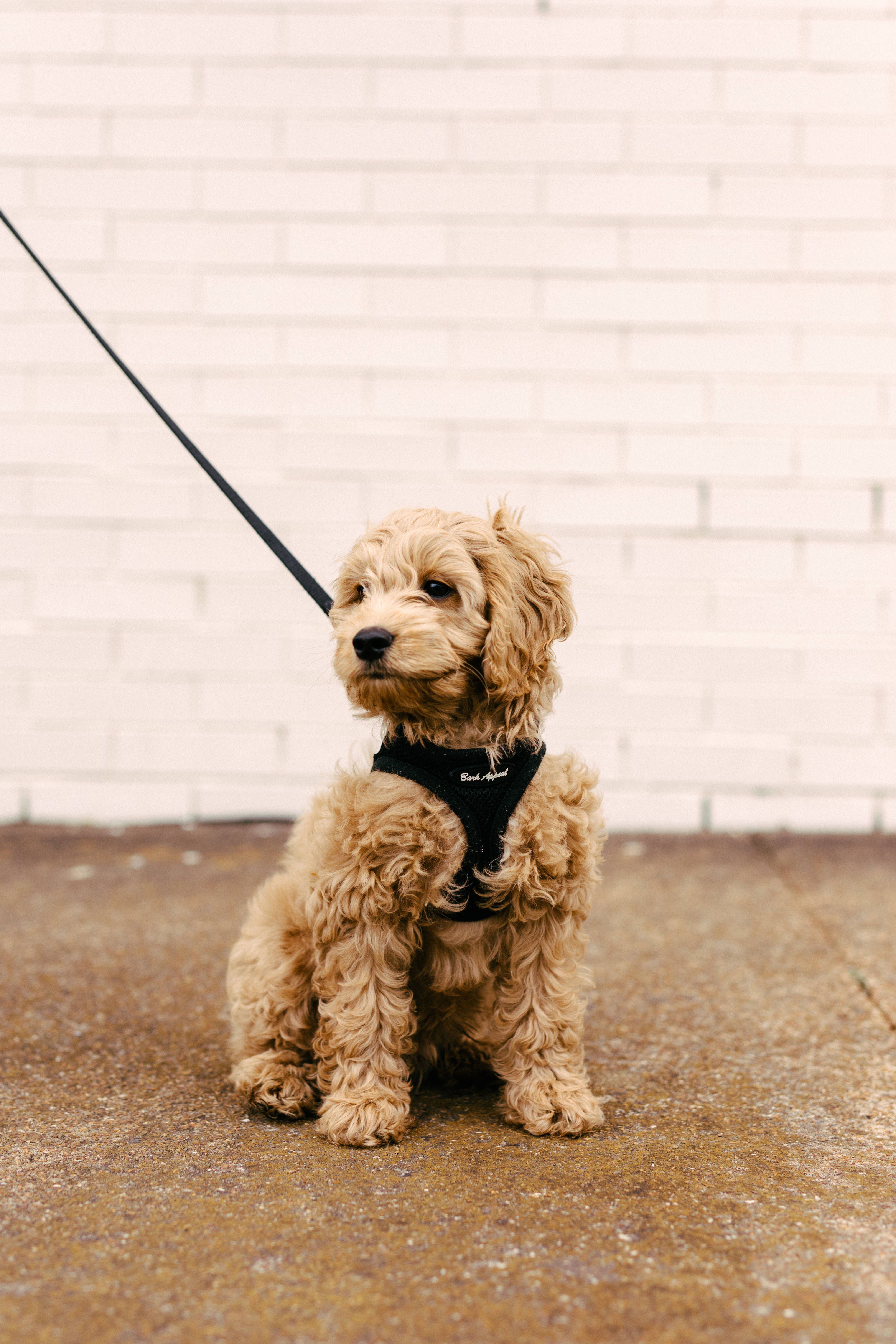 Poodle 桌布 壁紙 — 一隻毛茸茸的棕褐色小狗穿著黑色胸背帶，專注地坐在人行道上，背景是白色磚牆，牽繩拖在地上。