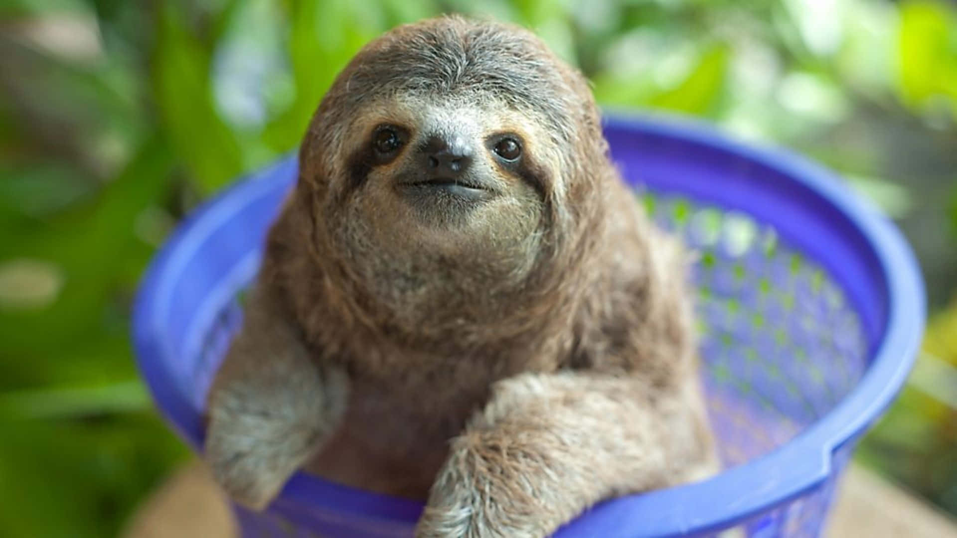 動物 桌布 壁紙 — 一隻毛茸茸的樹懶寶寶，黑色眼睛，安靜地坐在藍色塑膠籃子裡，周圍是綠色樹葉。