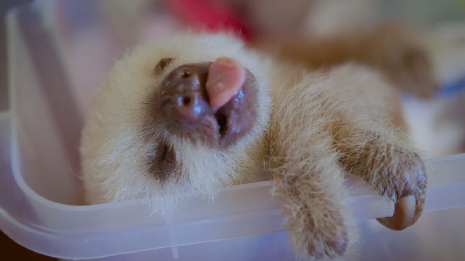 動物 桌布 壁紙 — 一隻毛茸茸的樹懶寶寶在透明塑膠容器中休息，伸出舌頭，一隻爪子掛在邊緣。
