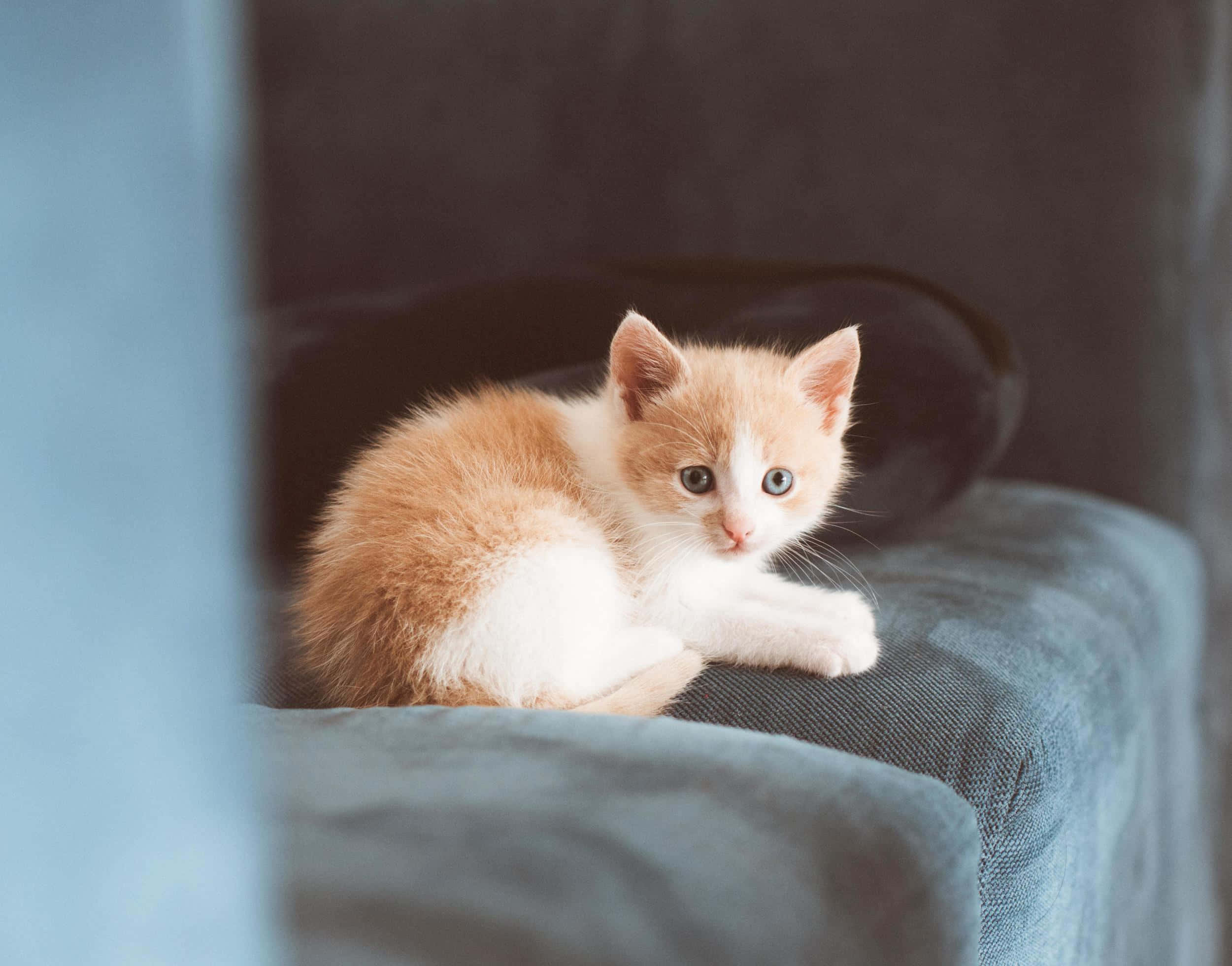 cute kitty 桌布 壁紙 — 一隻毛茸茸的橘色和白色小貓，有著明亮的藍色眼睛，蜷縮在柔軟的藍色沙發上，好奇地看著相機。