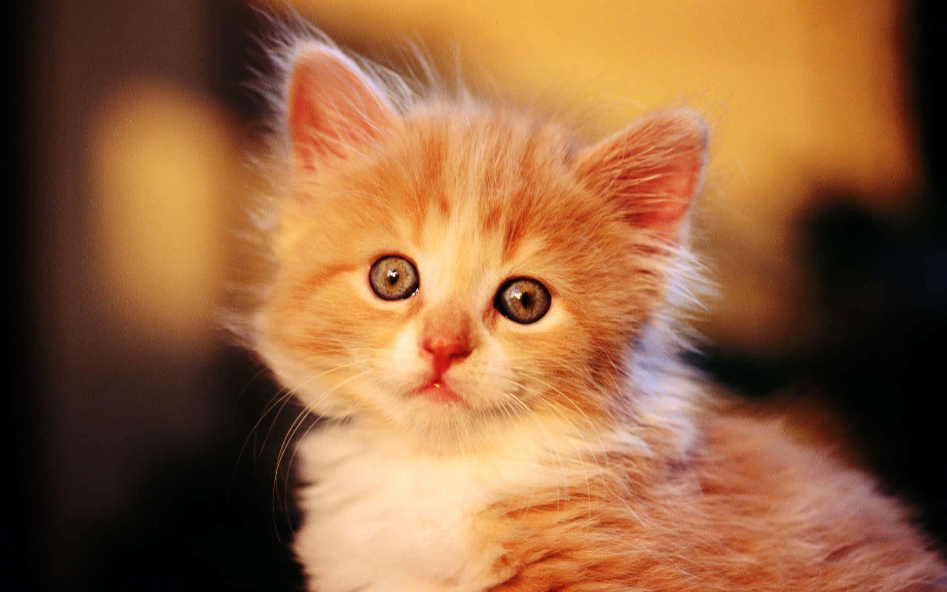 baby cat 桌布 壁紙 — 一隻毛茸茸的橘色小貓，睜著大大的好奇眼睛，在溫暖模糊的背景前溫柔地凝視。