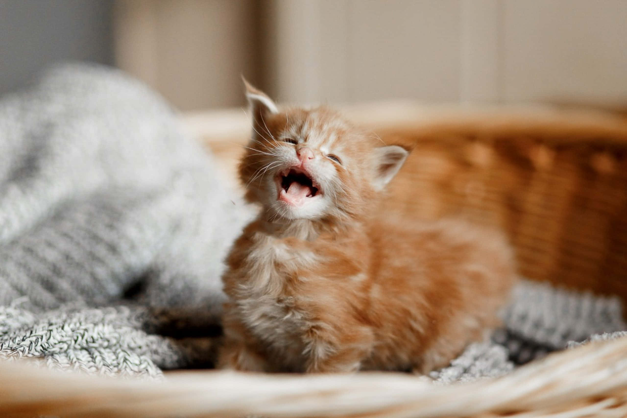 cute kitty 桌布 壁紙 — 一隻毛茸茸的橘色小貓在鋪有柔軟灰色針織布的編織籃中打哈欠。