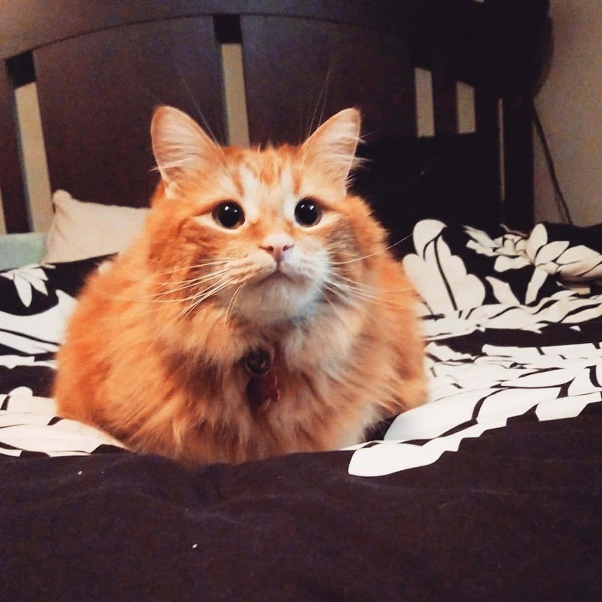 Manx Cat 桌布 壁紙 — 一隻毛茸茸的橘色貓咪，睜大眼睛，警覺地坐在黑白花卉圖案的床罩上，室內光線溫暖。