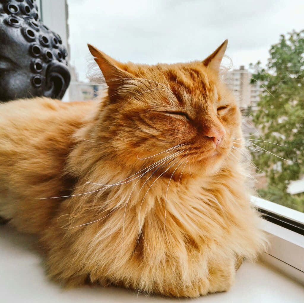 Red Cat 桌布 壁紙 — 一隻毛茸茸的橘色貓咪在窗台上，旁邊有一尊佛像，窗外是城市景觀，牠正安詳地睡覺。