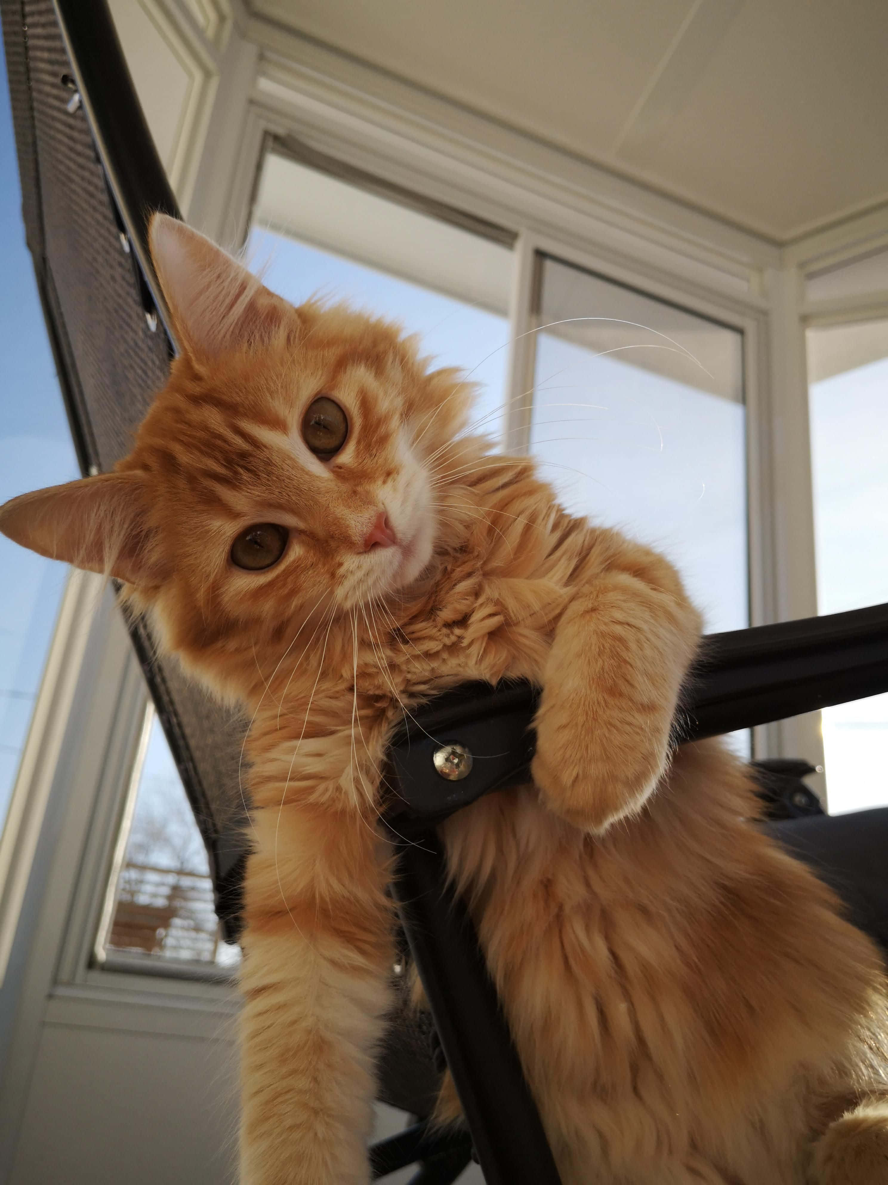 Pet Memes 桌布 壁紙 — 一隻毛茸茸的橘色貓咪好奇地棲息在靠近明亮窗戶（帶白色邊框）的黑色椅子上。