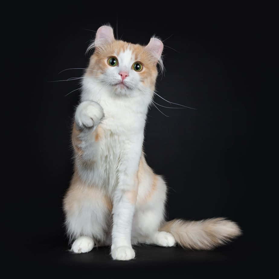 American Curl 桌布 壁紙 — 一隻毛茸茸的橙白相間貓咪，有著大大的綠色眼睛，在黑色背景前坐直，舉起一隻爪子好像在揮手。