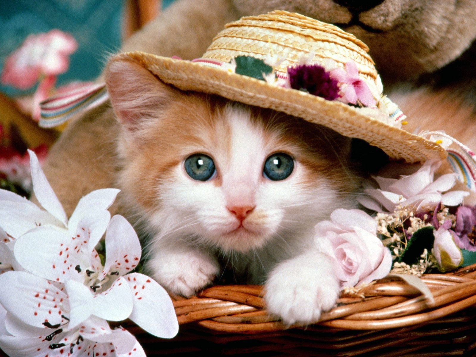 Cute Cat 桌布 壁紙 — 一隻毛茸茸的橙白色小貓，擁有引人注目的藍色眼睛，戴著裝飾花朵的草帽，蜷縮在一個被花朵環繞的柳條籃子裡。