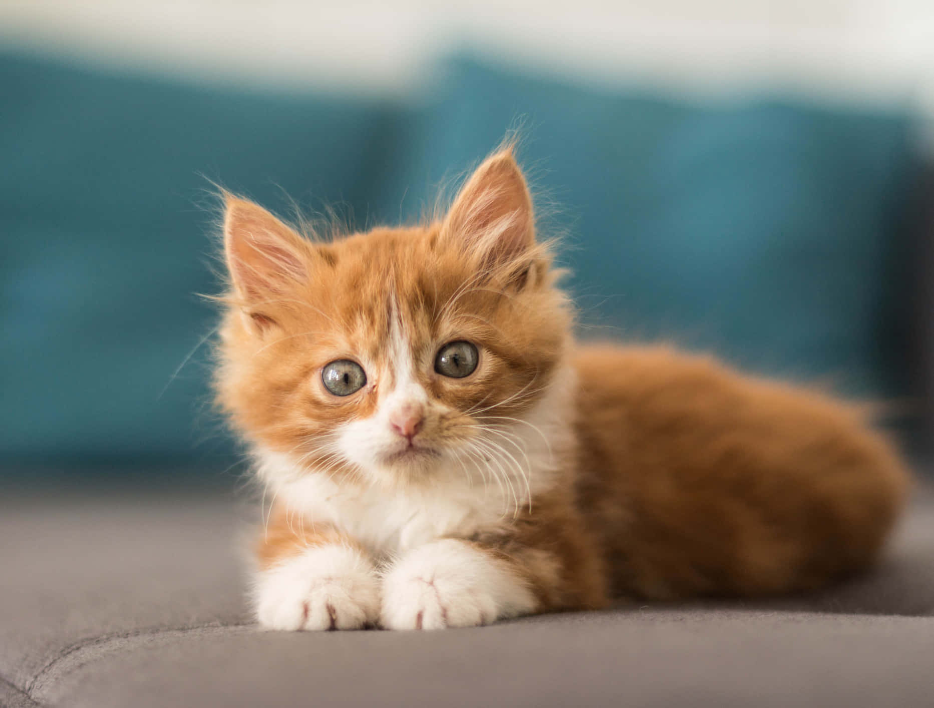 cute kitty 桌布 壁紙 — 一隻毛茸茸的橙白色小貓，有著大大的藍色眼睛，蜷縮在灰色沙發上，背景是青綠色。