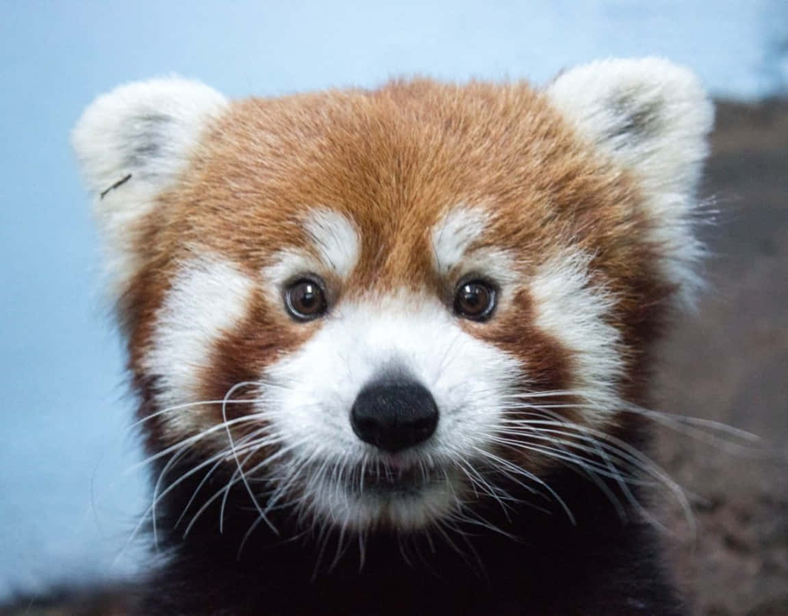 Zoo Animal 桌布 壁紙 — 一隻毛茸茸的橙白色毛的小熊貓在柔和藍色背景前直視鏡頭的特寫。