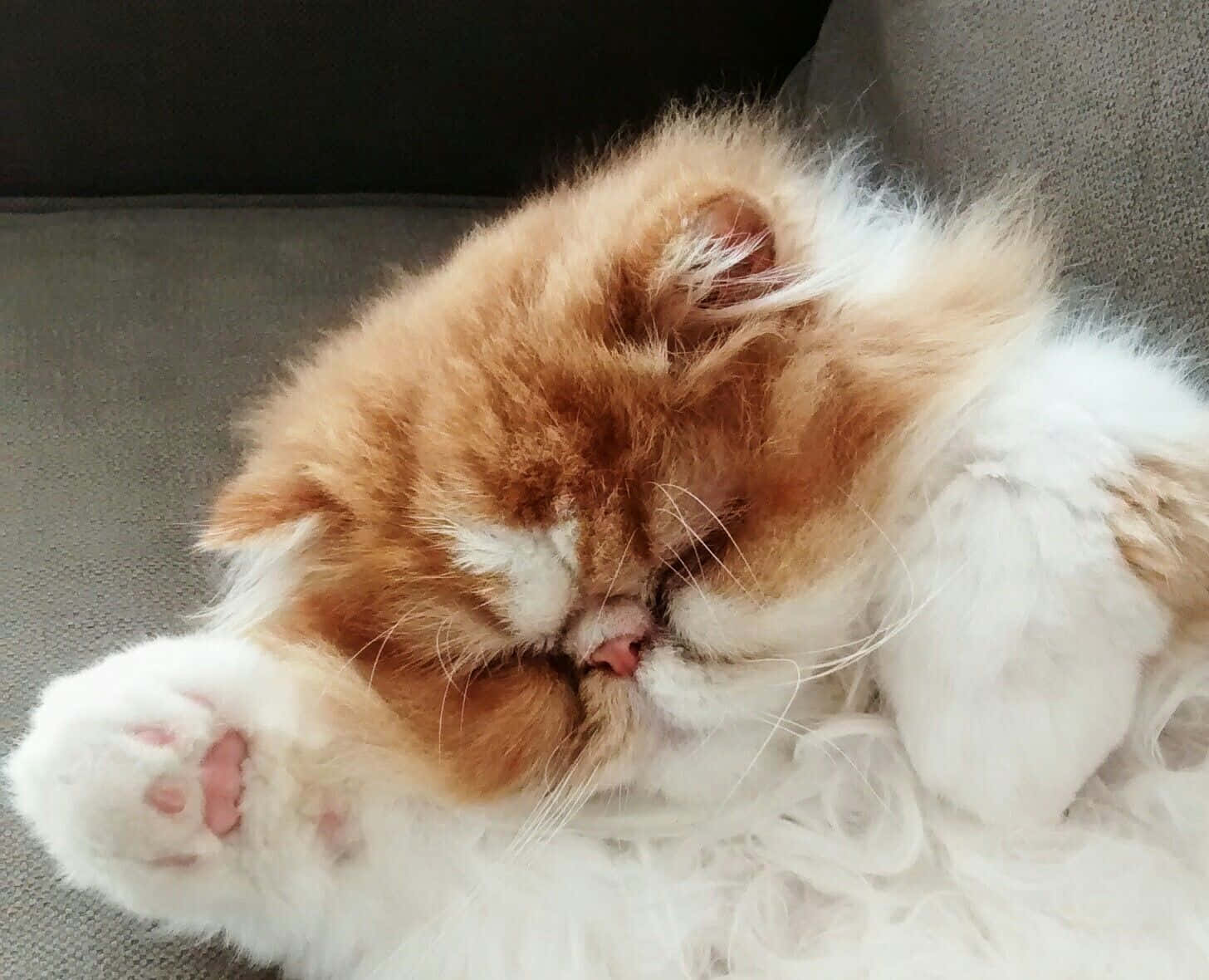Cute Cat 桌布 壁紙 — 一隻毛茸茸的橙白色波斯貓蜷縮在灰色沙發上，爪子收起來，安詳地睡著。