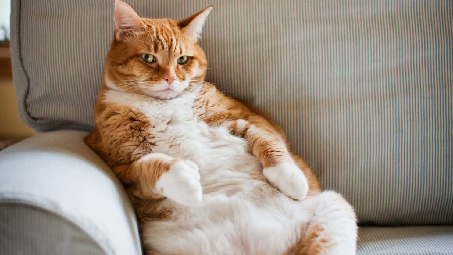 Fat Cat 桌布 壁紙 — 一隻毛茸茸的橙白色貓咪，帶著放鬆、略帶得意的表情，威風凜凜地躺在條紋沙發上。