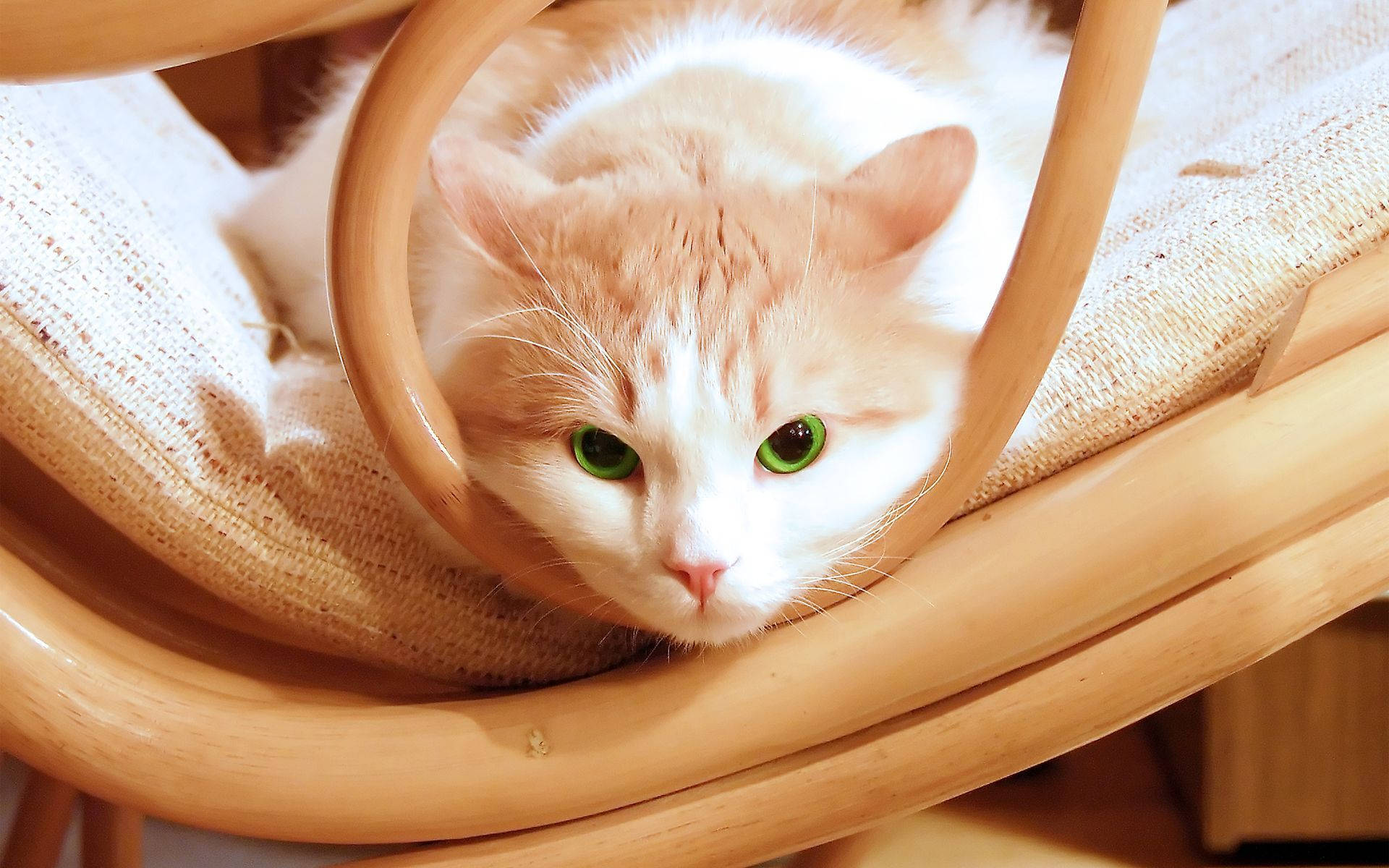 Cute Cat Love 桌布 壁紙 — 一隻毛茸茸的橙白色貓咪，有著引人注目的綠色眼睛，從淺色木椅內好奇地探出頭來。