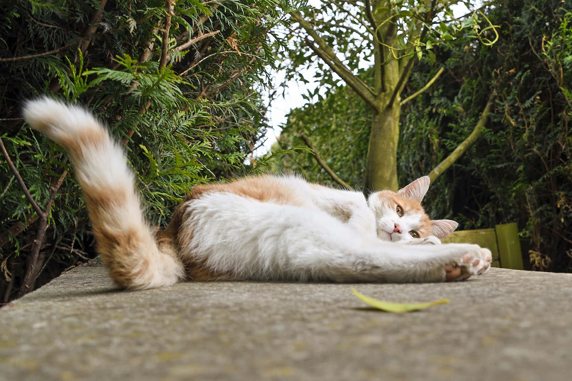 Cat Tail 桌布 壁紙 — 一隻毛茸茸的橙白色貓咪在石檯上懶洋洋地伸懶腰，周圍是茂密的綠色植物。