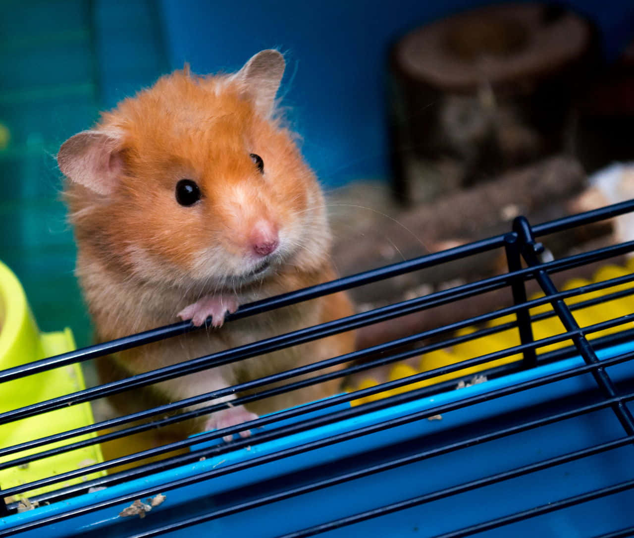 Hamster 桌布 壁紙 — 一隻毛茸茸的橙色倉鼠用明亮的眼睛好奇地越過藍色籠子的黑色欄杆張望。
