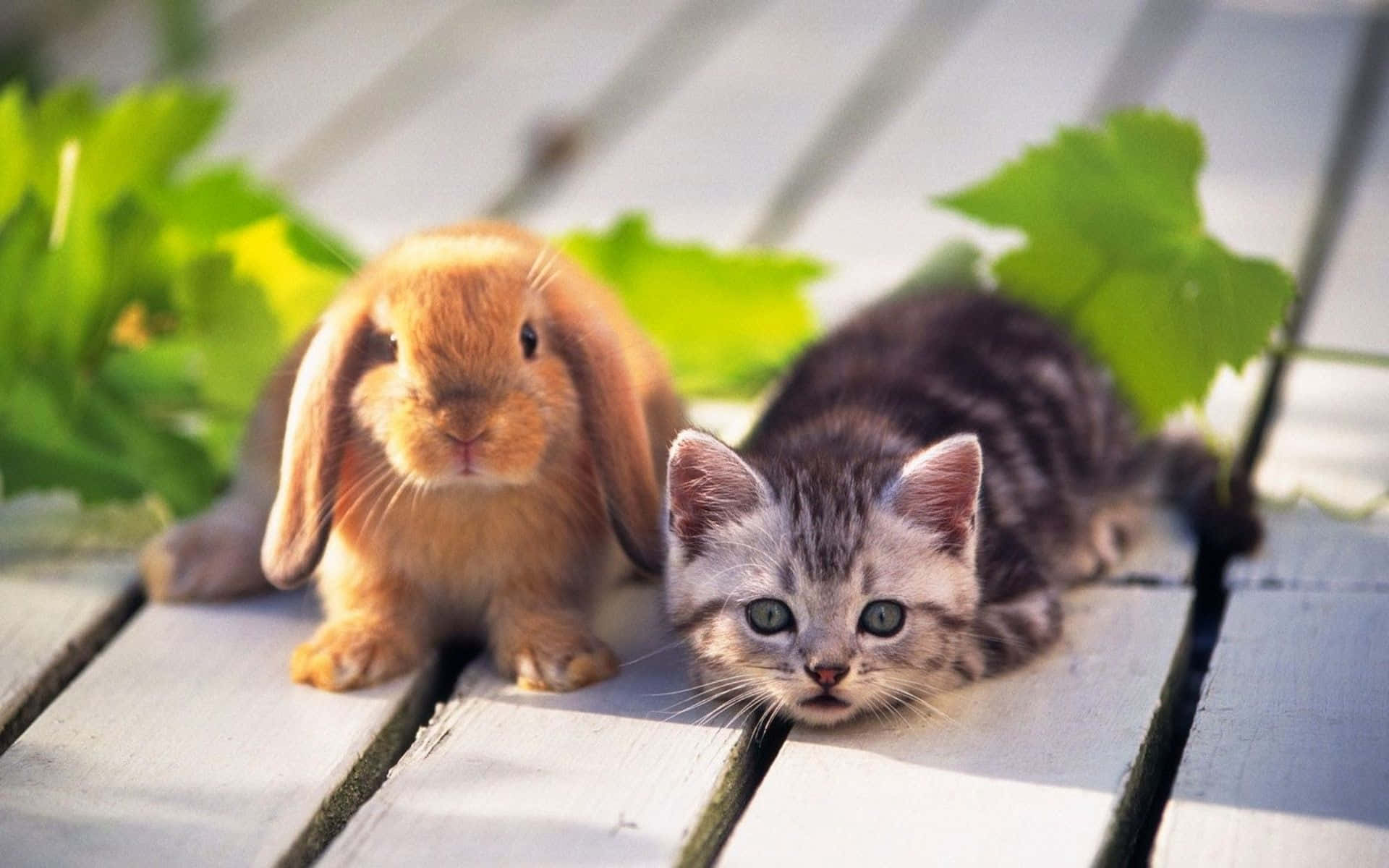 Beautiful Animal 桌布 壁紙 — 一隻毛茸茸的橙色兔子和一隻虎斑小貓並肩坐在風化的木板上，周圍環繞著綠葉。