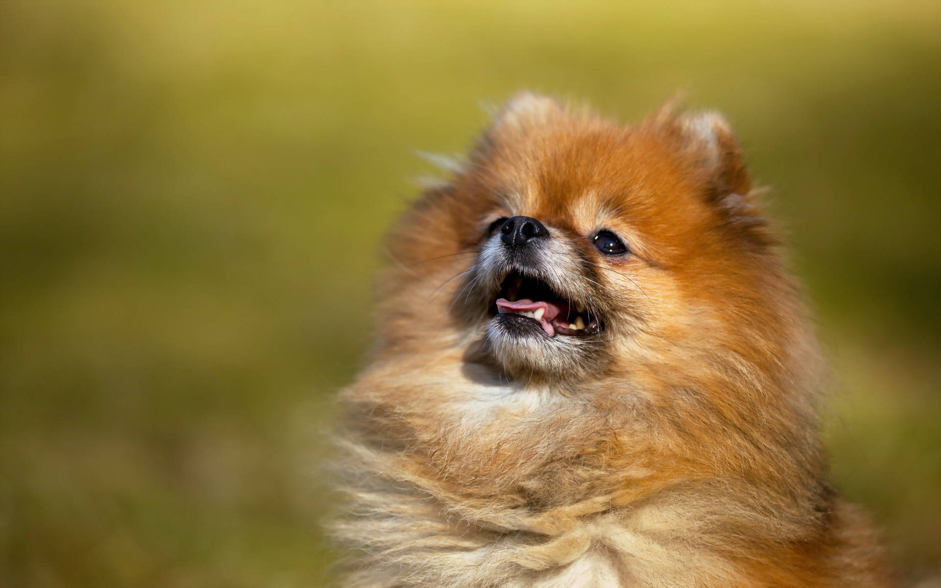 Pomeranian 桌布 壁紙 — 一隻毛茸茸的橙色博美犬，帶著喜悅的表情，在溫暖的陽光下，背景是柔和的綠色模糊。