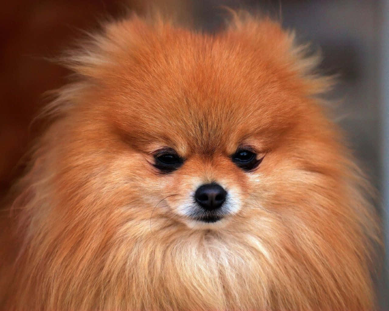 puppy dog eyes 桌布 壁紙 — 一隻毛茸茸的橙色博美犬，擁有深色眼睛和白色口鼻，直視鏡頭的特寫。