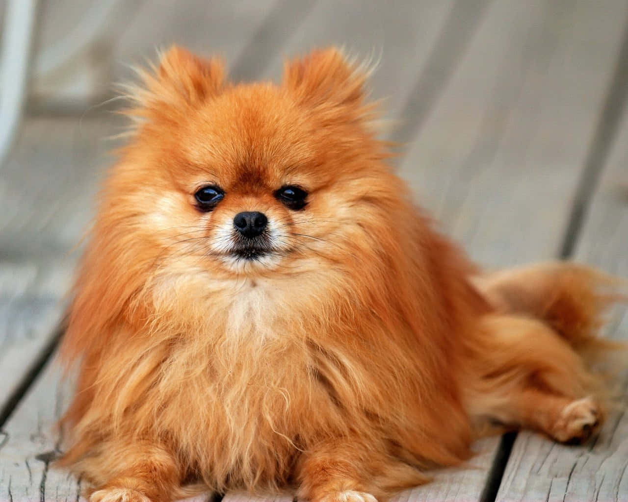 Pomeranian 桌布 壁紙 — 一隻毛茸茸的橙色博美犬，深色眼睛，平靜地坐在風化的木板上。