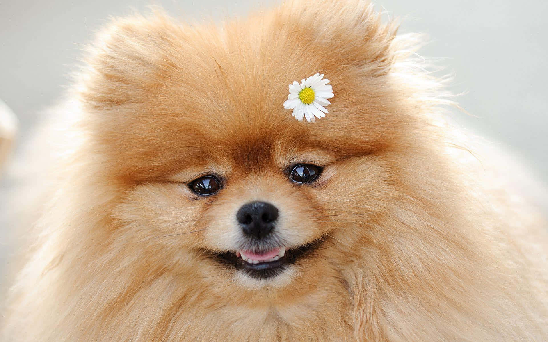 博美犬 桌布 壁紙 — 一隻毛茸茸的橙色博美犬，表情愉快，毛髮中夾著一朵白色雛菊。