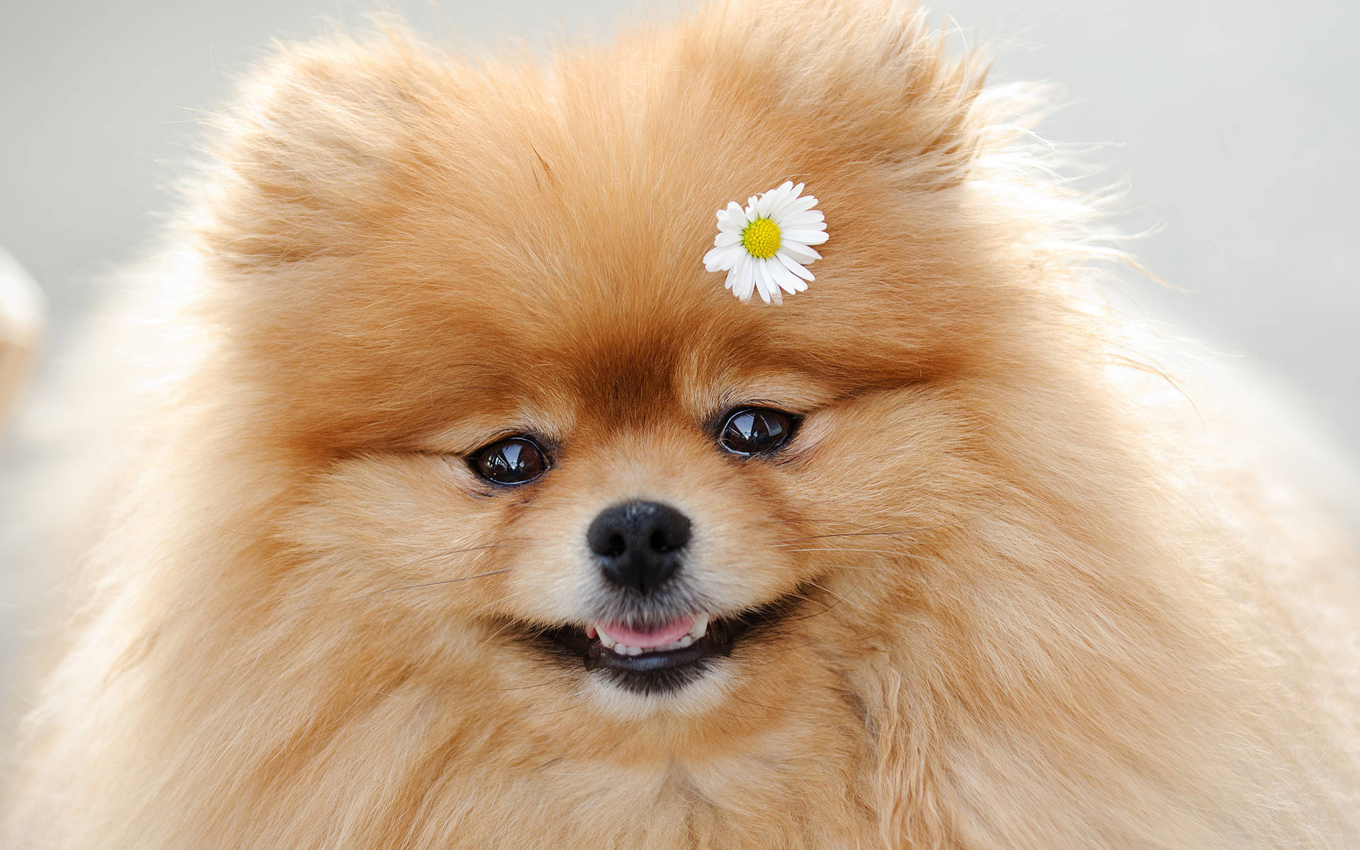 博美犬 桌布 壁紙 — 一隻毛茸茸的橙色博美犬，額頭上有朵雛菊，對著鏡頭溫柔地微笑。