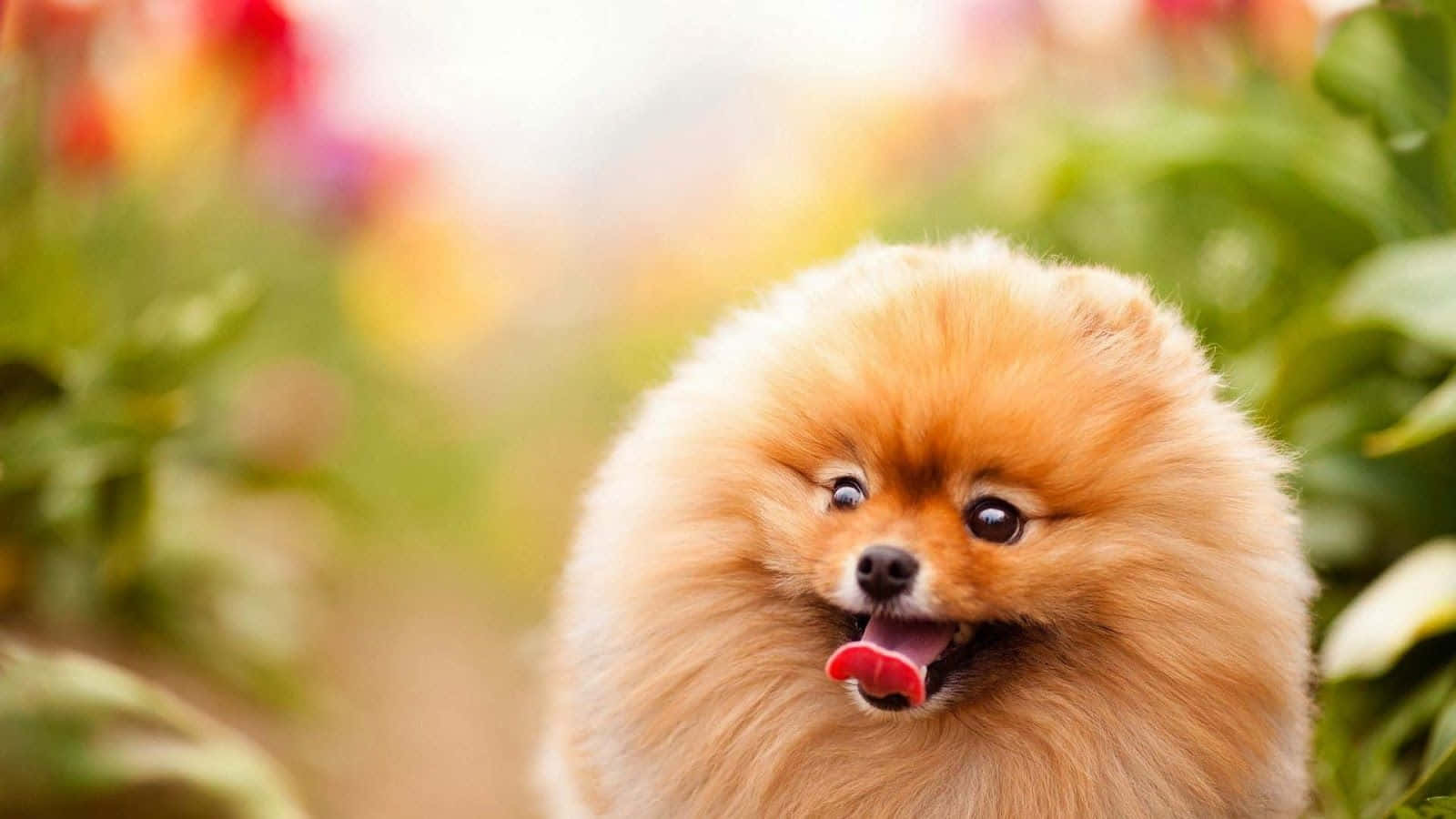 Pomeranian Puppy 桌布 壁紙 — 一隻毛茸茸的橙色博美犬伸出舌頭，在柔和焦點的花園中，周圍是色彩繽紛的花朵和綠葉，開心地微笑。