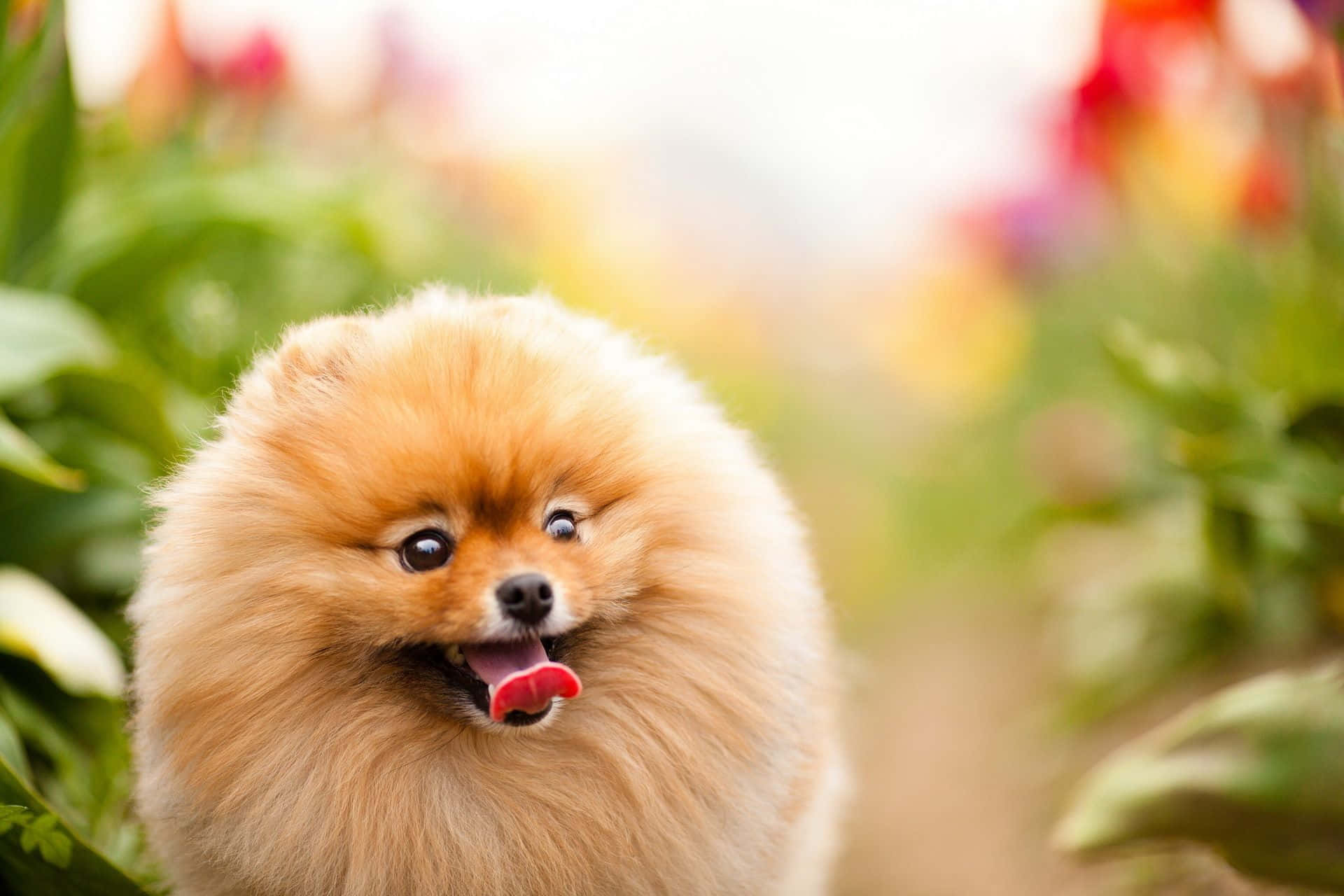 Garden 桌布 壁紙 — 一隻毛茸茸的橙色博美犬伸出舌頭，在柔和焦點的花園中，綠葉和色彩繽紛的花朵間開心地微笑。