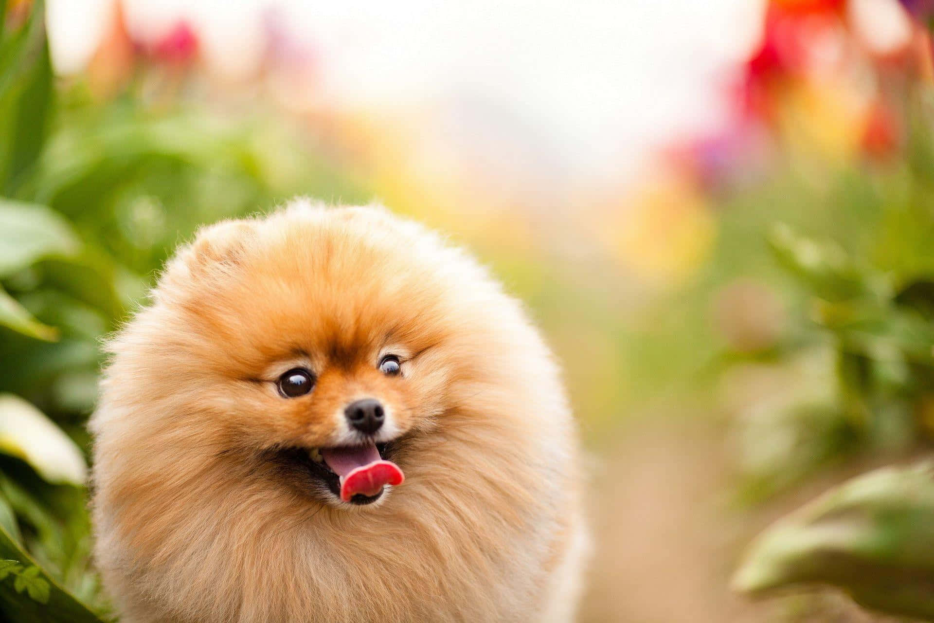 Pomeranian 桌布 壁紙 — 一隻毛茸茸的橙色博美犬伸出舌頭，在柔和焦點的花園中，綠葉和色彩繽紛的花朵間開心地微笑。