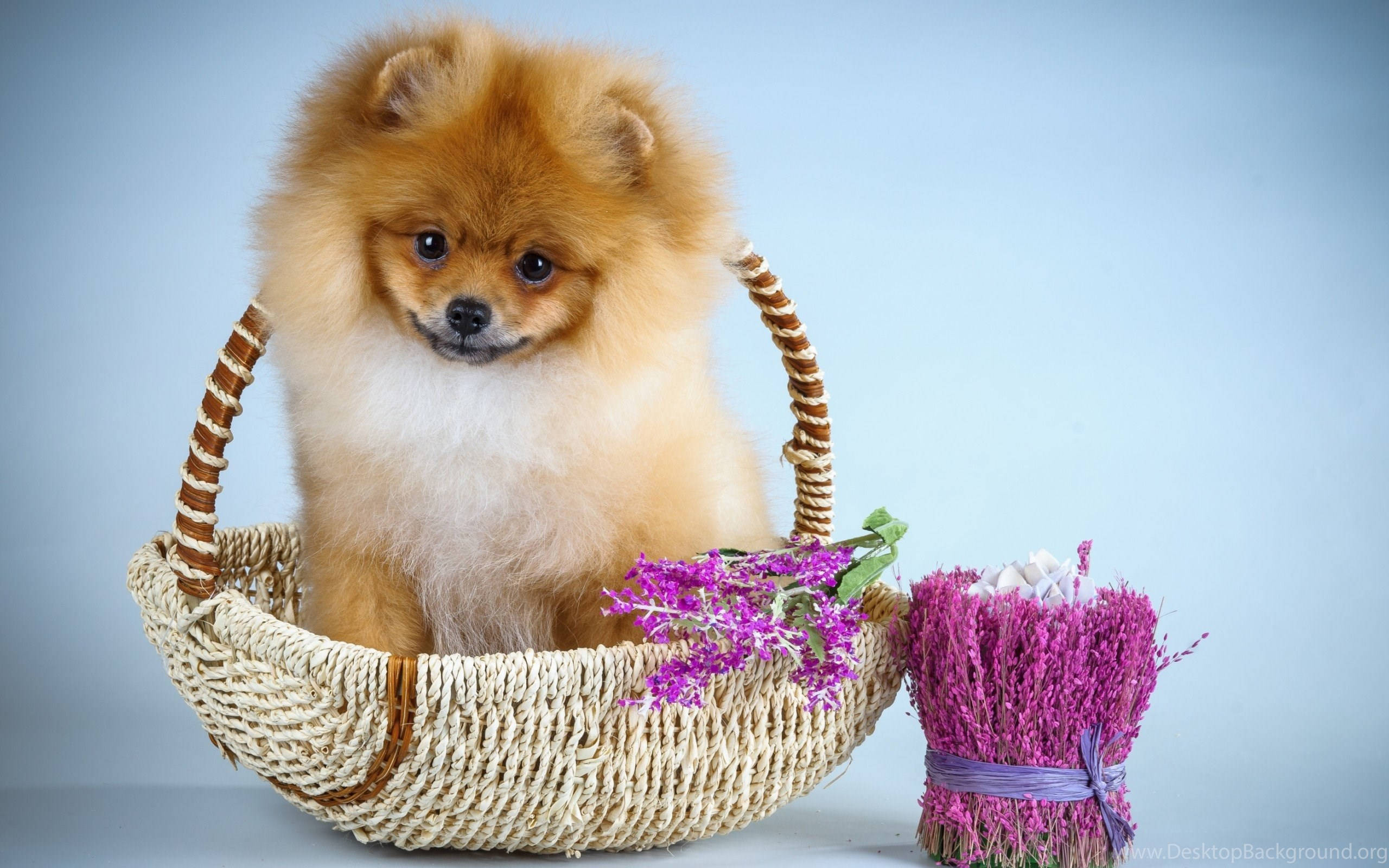 寵物動圖 桌布 壁紙 — 一隻毛茸茸的橙色博美犬可愛地坐在編織籃子裡，旁邊是鮮豔的紫色薰衣草，背景是柔和的藍色。