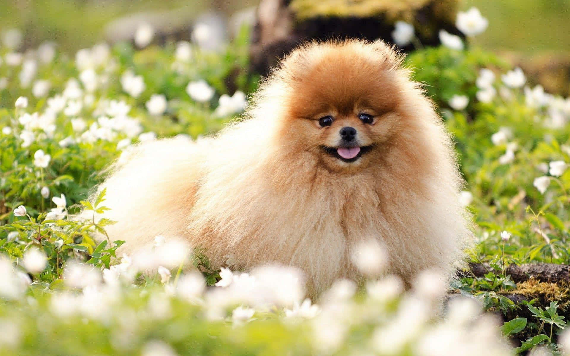 博美犬 桌布 壁紙 — 一隻毛茸茸的橙色博美犬在陽光明媚的草地上，快樂地坐在綠草和白花之間。