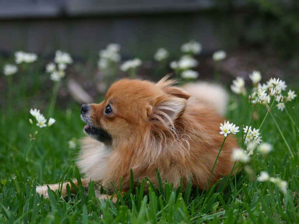 博美犬 桌布 壁紙 — 一隻毛茸茸的橙色博美犬在點綴著精緻白色花朵的鮮綠色草地上休息。