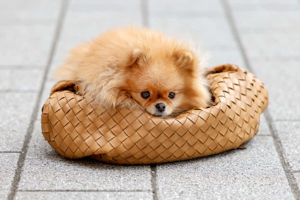 Puppy Dog 桌布 壁紙 — 一隻毛茸茸的橙色博美犬將頭擱在灰色路面上編織的淺褐色寵物床邊緣。