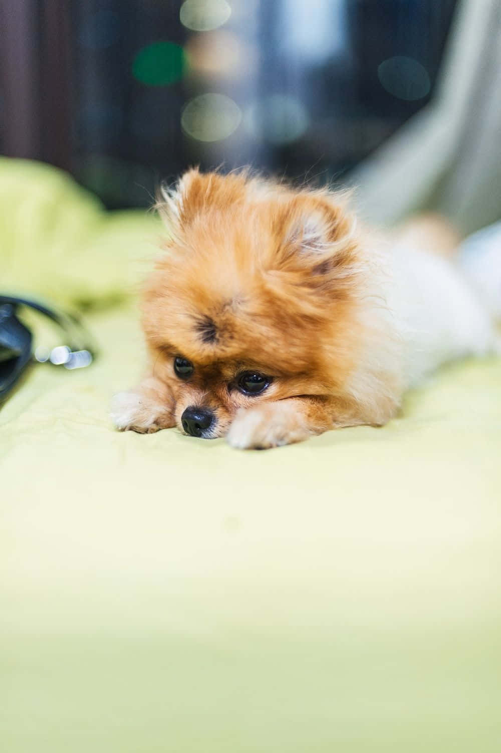 小狗 桌布 壁紙 — 一隻毛茸茸的橙色博美犬將頭靠在柔軟的綠色毯子上，背景模糊。