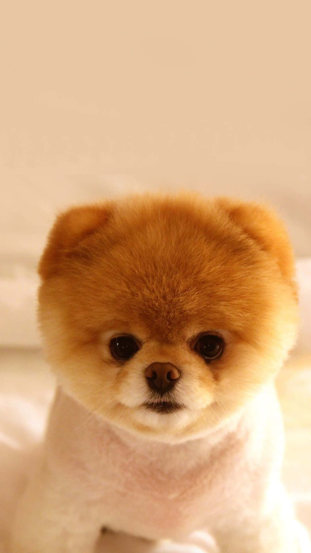 Dog Aesthetic 桌布 壁紙 — 一隻毛茸茸的橙色博美犬幼犬，有著大大的深色眼睛，靜靜地坐在柔和溫暖的光線中。