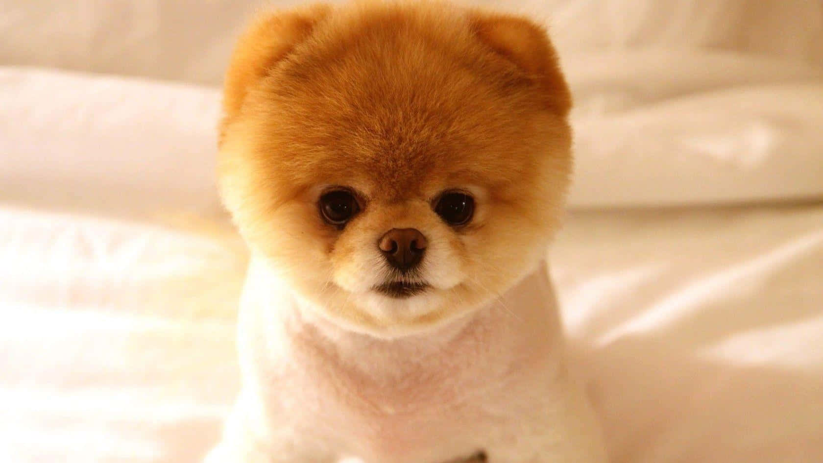 Pomeranian 桌布 壁紙 — 一隻毛茸茸的橙色博美犬幼犬，有著大大的黑色眼睛，坐在柔軟的白色床單上，直視鏡頭。