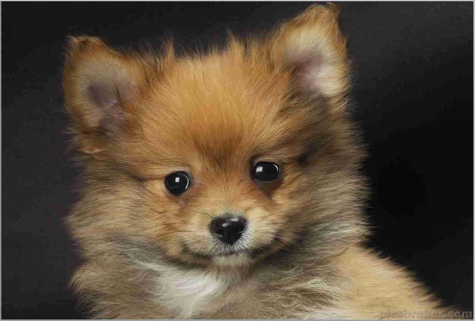小狗 桌布 壁紙 — 一隻毛茸茸的橙色博美犬幼犬，有著大大的黑色眼睛，在黑色背景下直視鏡頭。