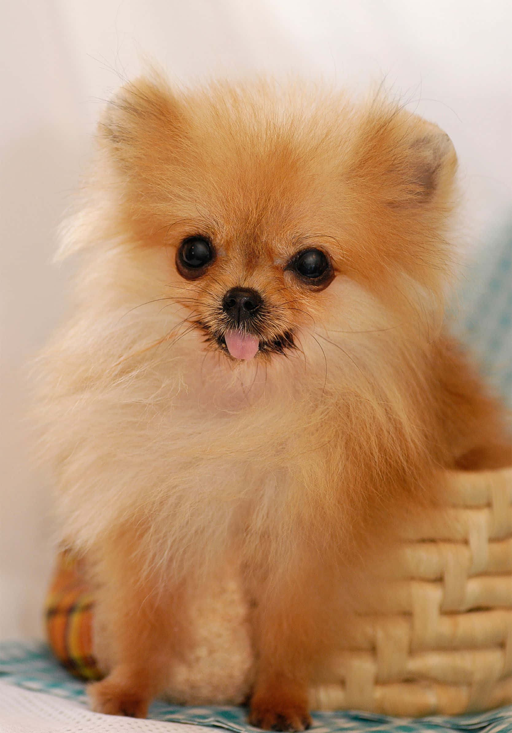 1668x2388 桌布 壁紙 — 一隻毛茸茸的橙色博美犬幼犬坐在編織籃中，伸出舌頭，背景是柔和的白色。
