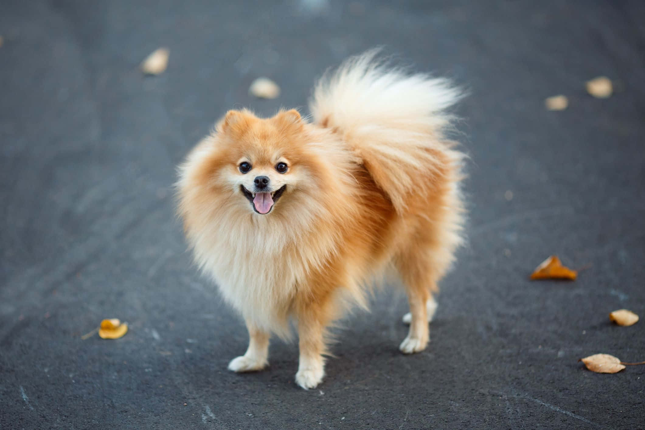 Pomeranian 桌布 壁紙 — 一隻毛茸茸的橙色博美犬快樂地站在深色路面上，周圍散落著秋天的落葉。