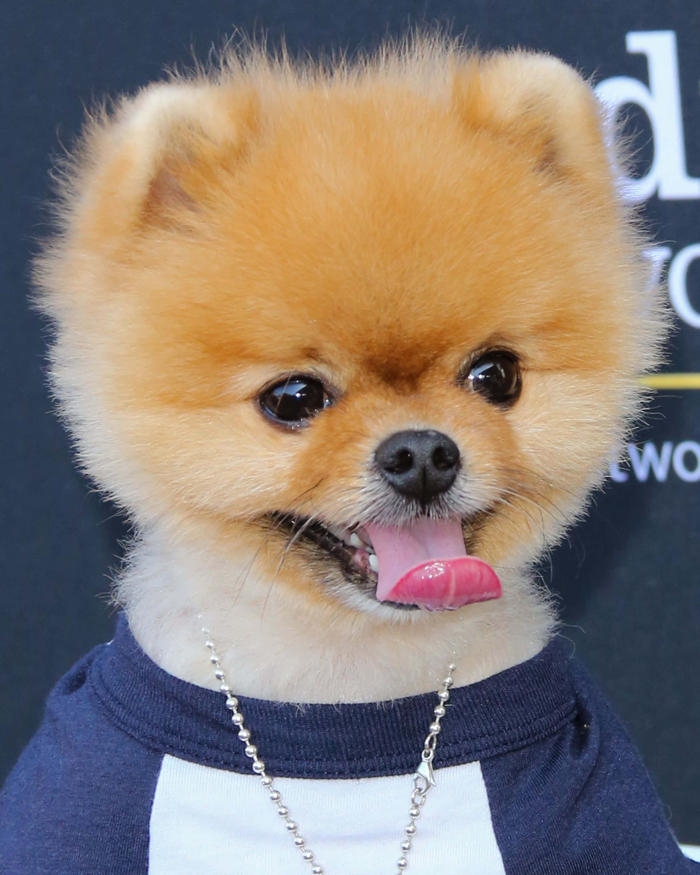 Dogs 桌布 壁紙 — 一隻毛茸茸的橙色博美犬穿著藍白襯衫，戴著銀鏈項鍊，頑皮地伸出粉紅色舌頭。