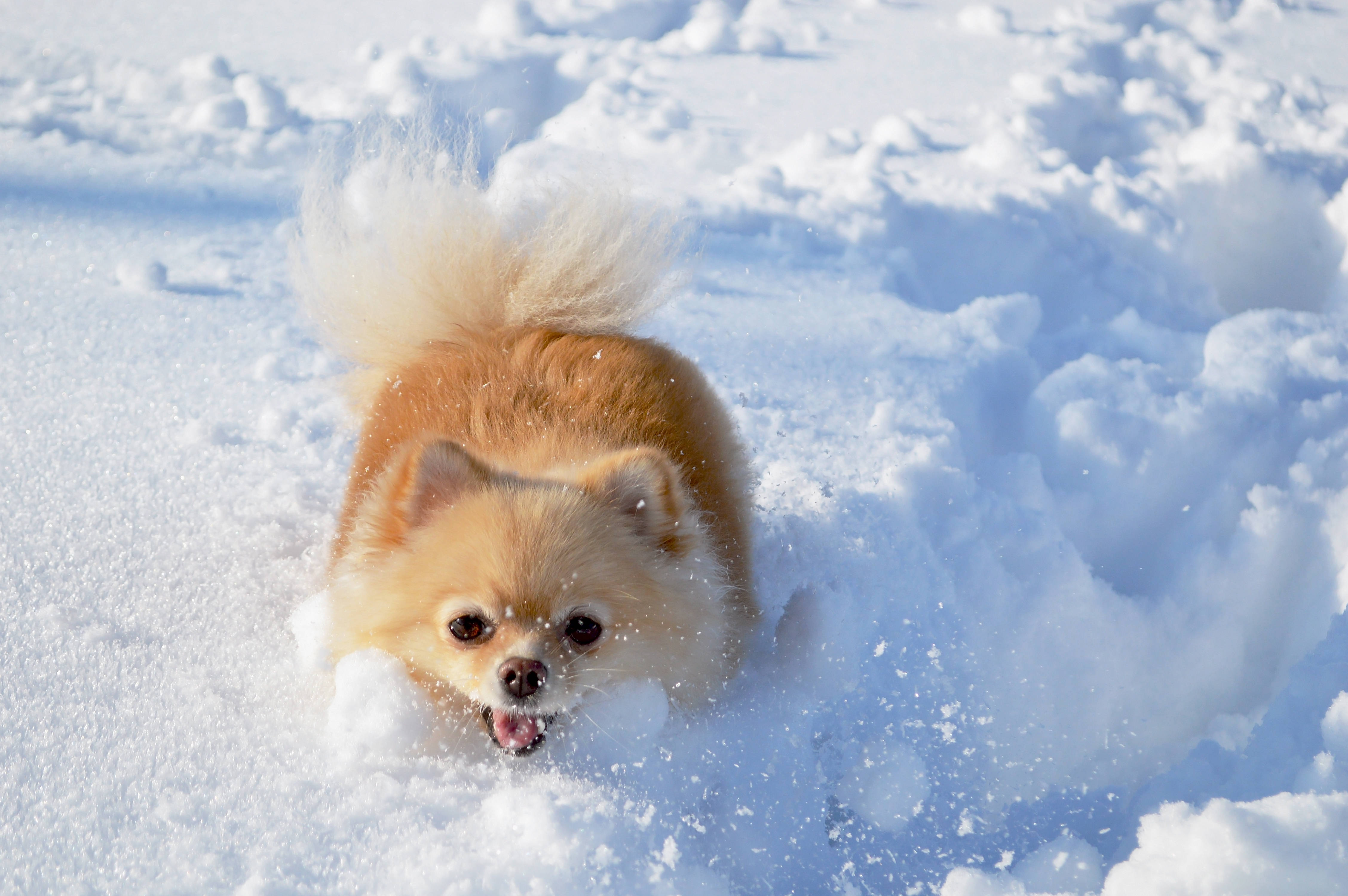 Pomeranian 桌布 壁紙 — 一隻毛茸茸的橙色博美犬翹起尾巴伸出舌頭，在厚厚的雪中快樂地奔跑。
